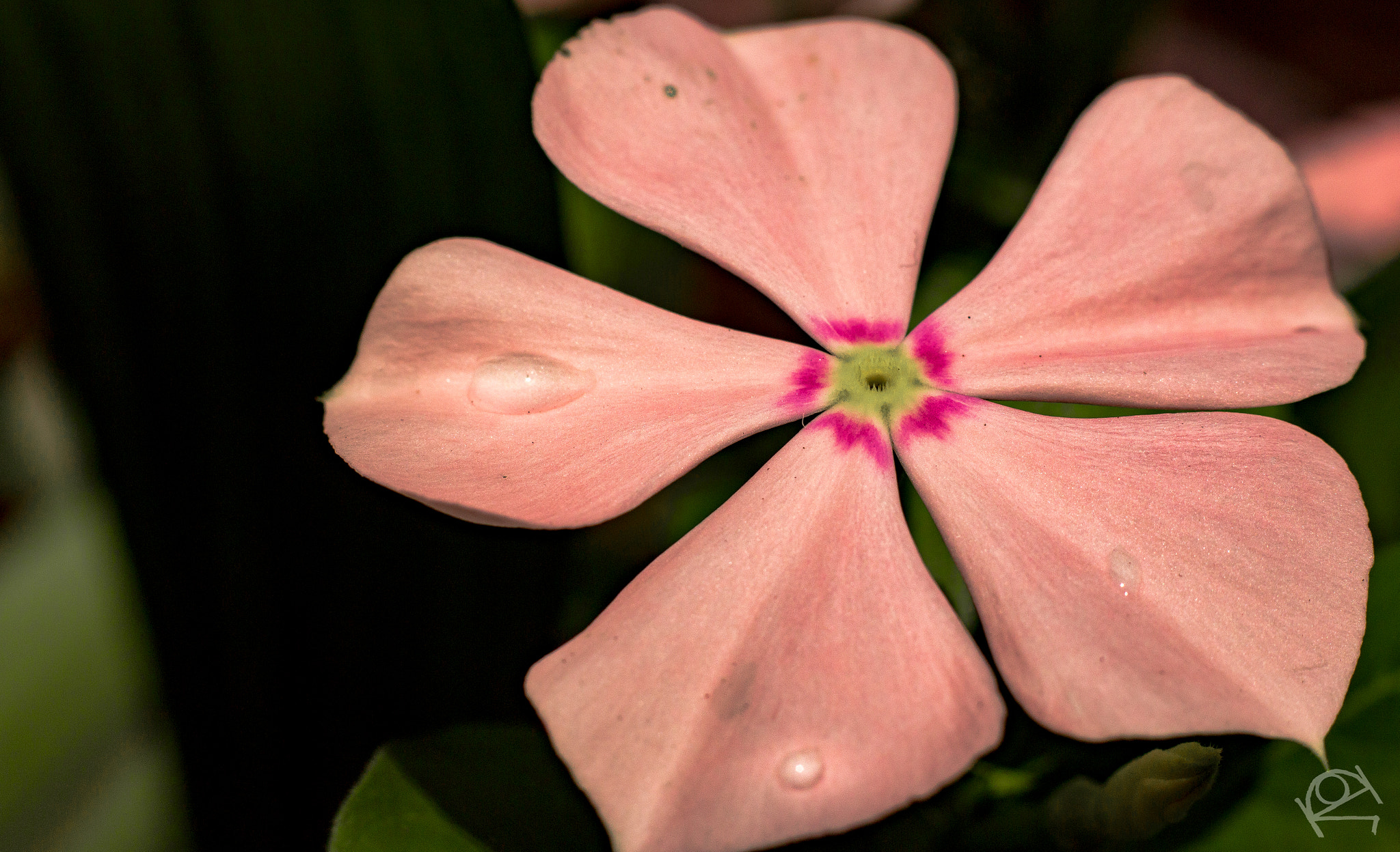 Canon EOS 70D + Canon EF 50mm F1.8 II sample photo. Equatorial bloom photography