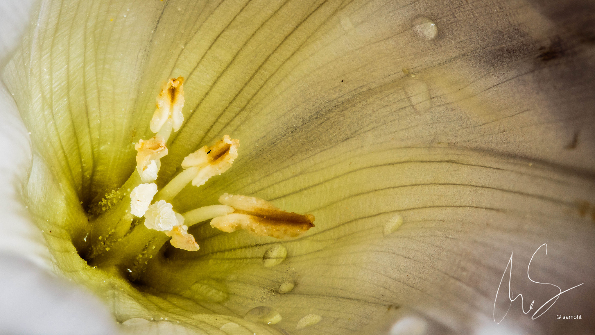 Canon EOS 700D (EOS Rebel T5i / EOS Kiss X7i) + Canon EF 100mm F2.8L Macro IS USM sample photo. Flower photography