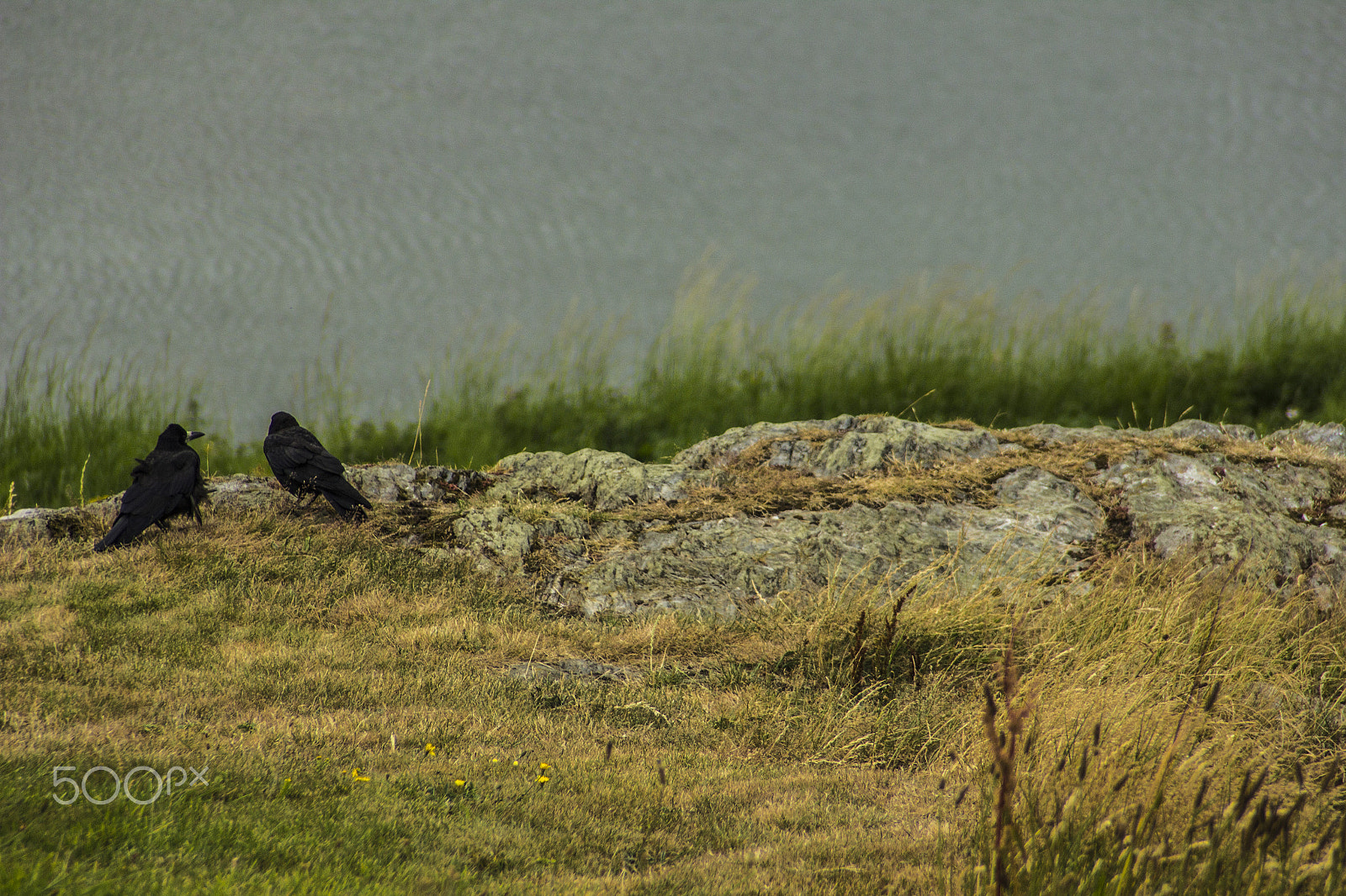 Tamron AF 28-200mm F3.8-5.6 XR Di Aspherical (IF) Macro sample photo. Two crows photography