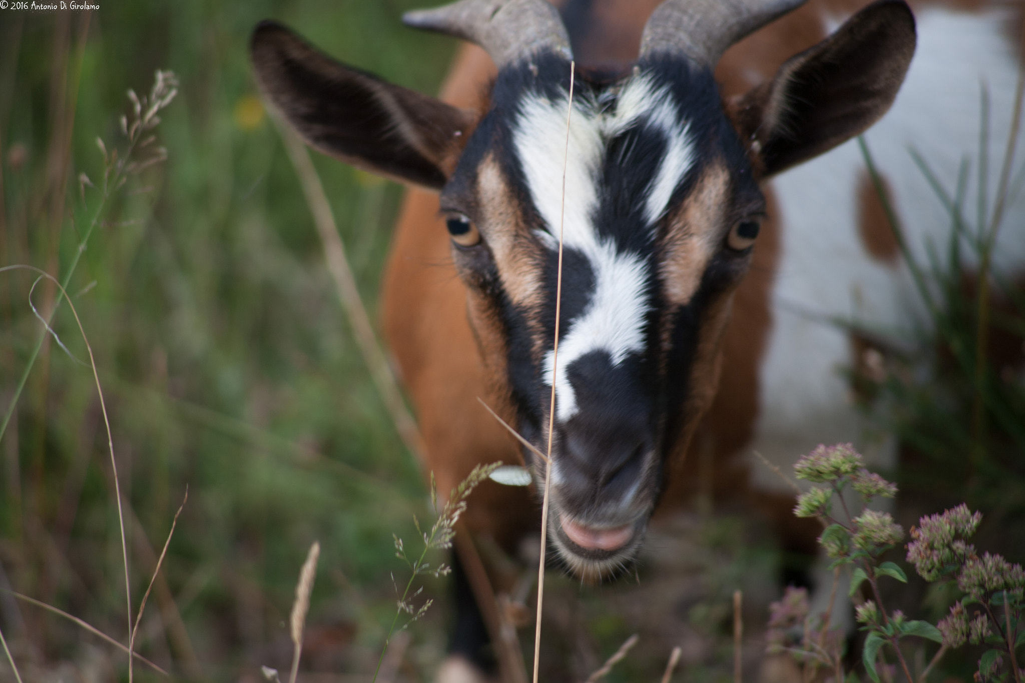 Canon EOS 5D + Canon EF 100-300mm F4.5-5.6 USM sample photo. The goat photography