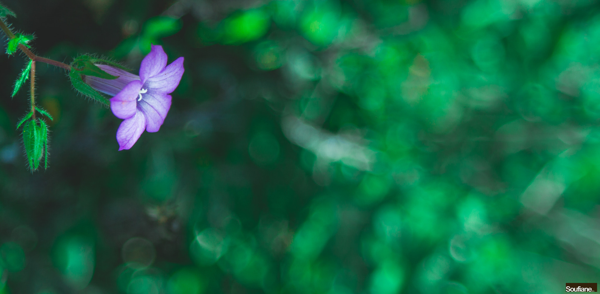 Canon EF 28-105mm f/3.5-4.5 USM sample photo. Soft spring green photography