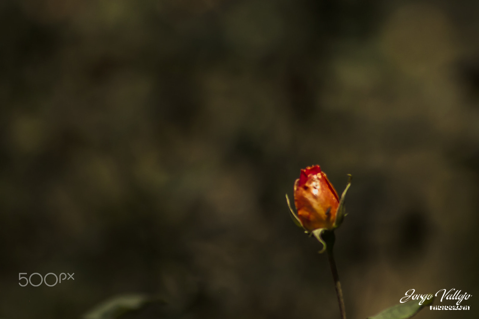 Canon EF 75-300mm f/4-5.6 USM sample photo. Una photography