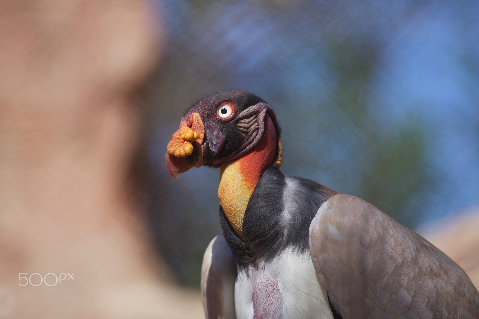Canon EF 100-400mm F4.5-5.6L IS USM sample photo. King condor photography