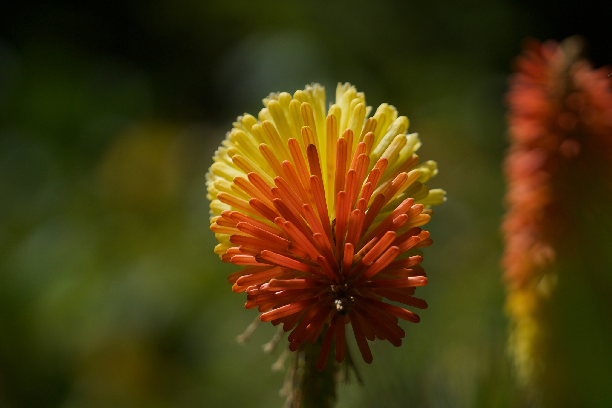Sony FE 70-200mm F4 G OSS sample photo. Royal standard torch photography