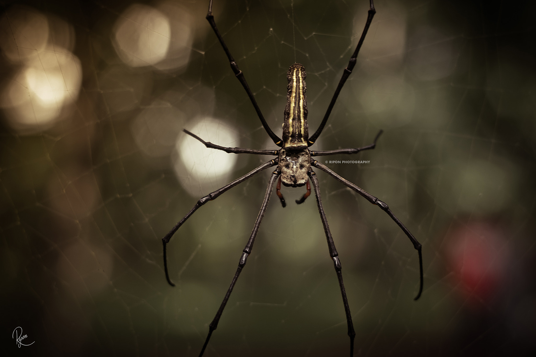 Canon EOS 70D + Canon EF 50mm F1.8 II sample photo. Spider photography