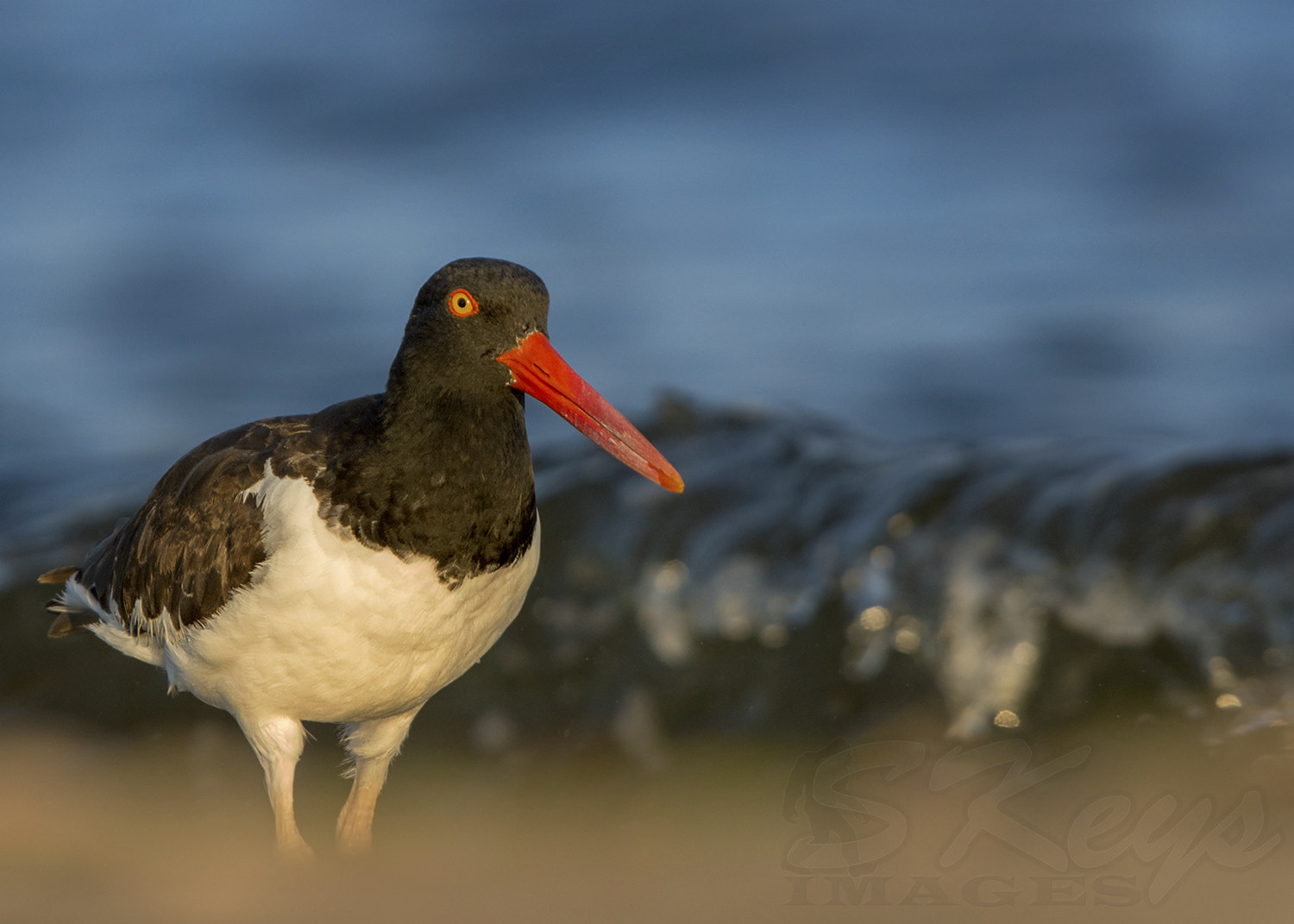 Sigma 500mm F4.5 EX DG HSM sample photo. Catcher (oystercatcher) photography