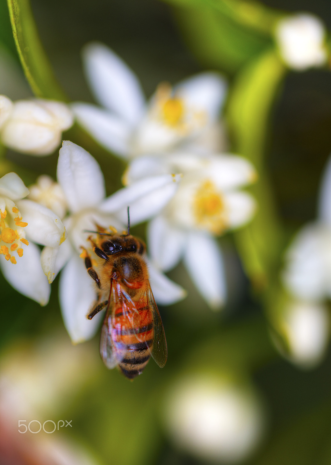 Canon EOS 5DS + Canon EF 100mm F2.8L Macro IS USM sample photo. Nectar harvest bee photography