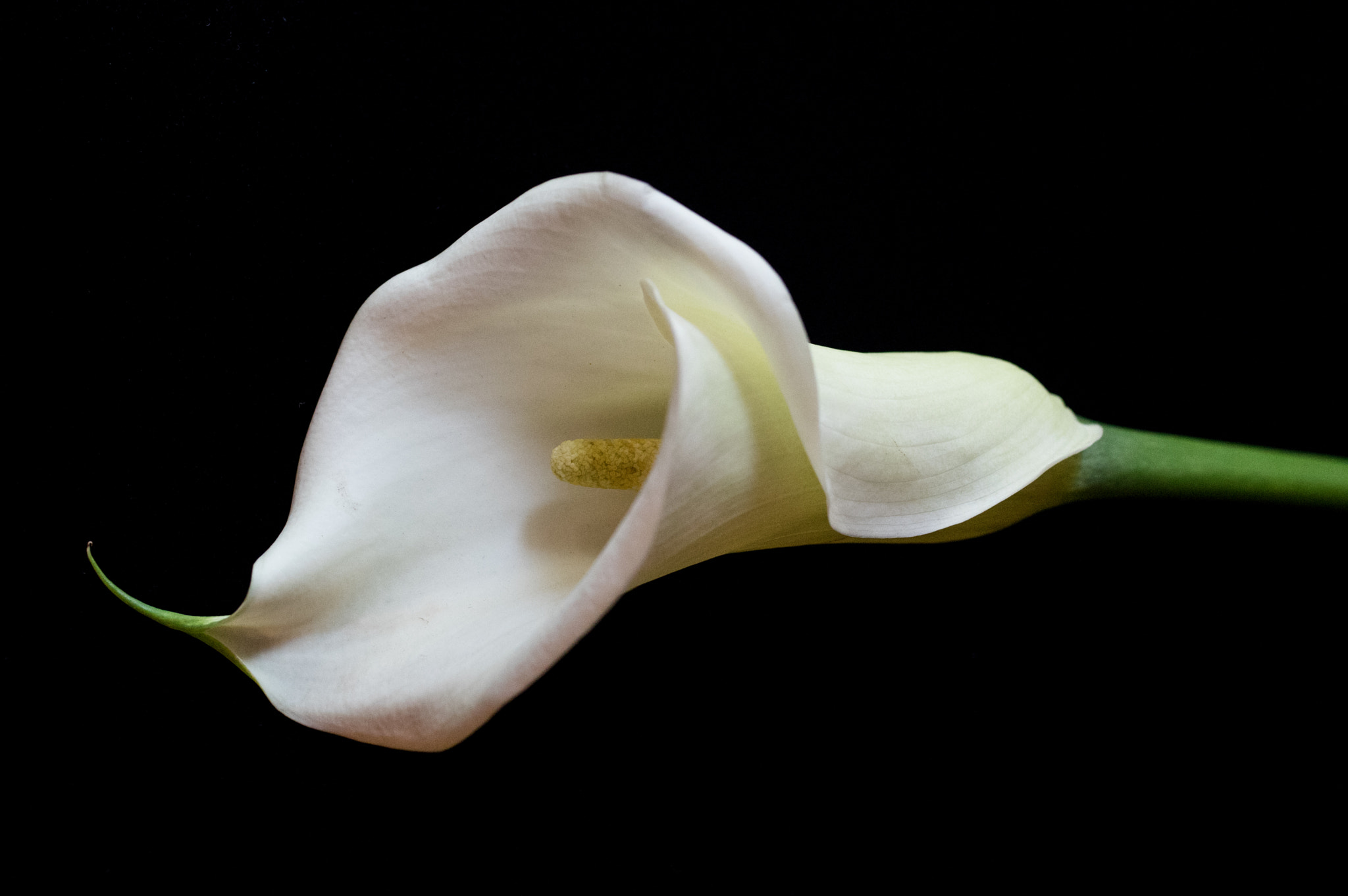 Pentax K-3 sample photo. Calla lily photography