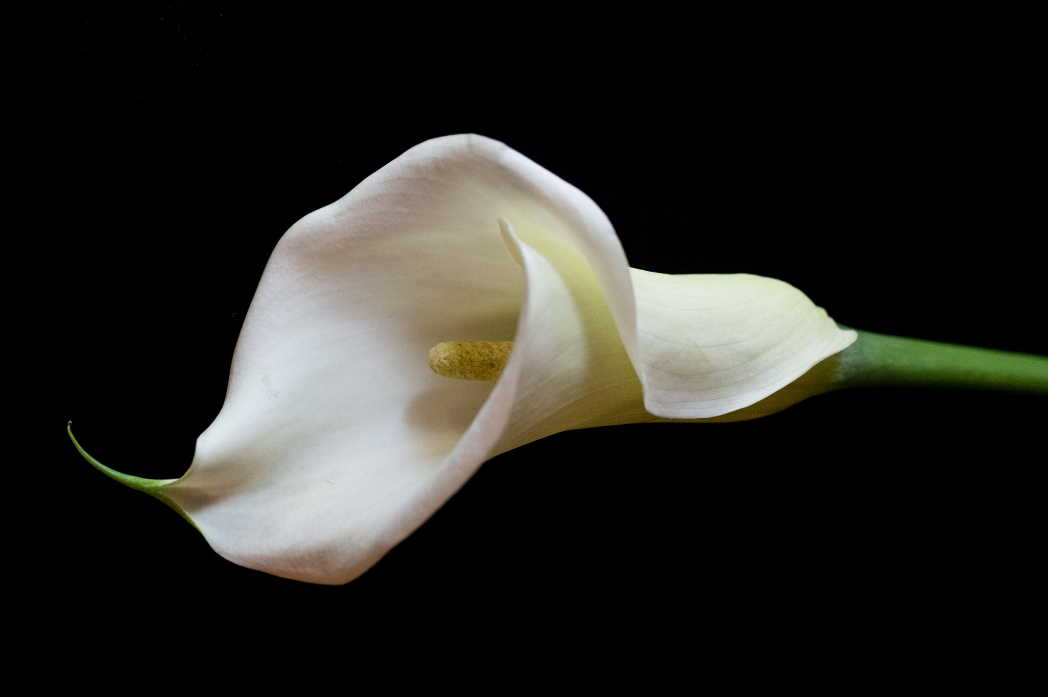 smc PENTAX-FA Macro 50mm F2.8 sample photo. Calla lily photography