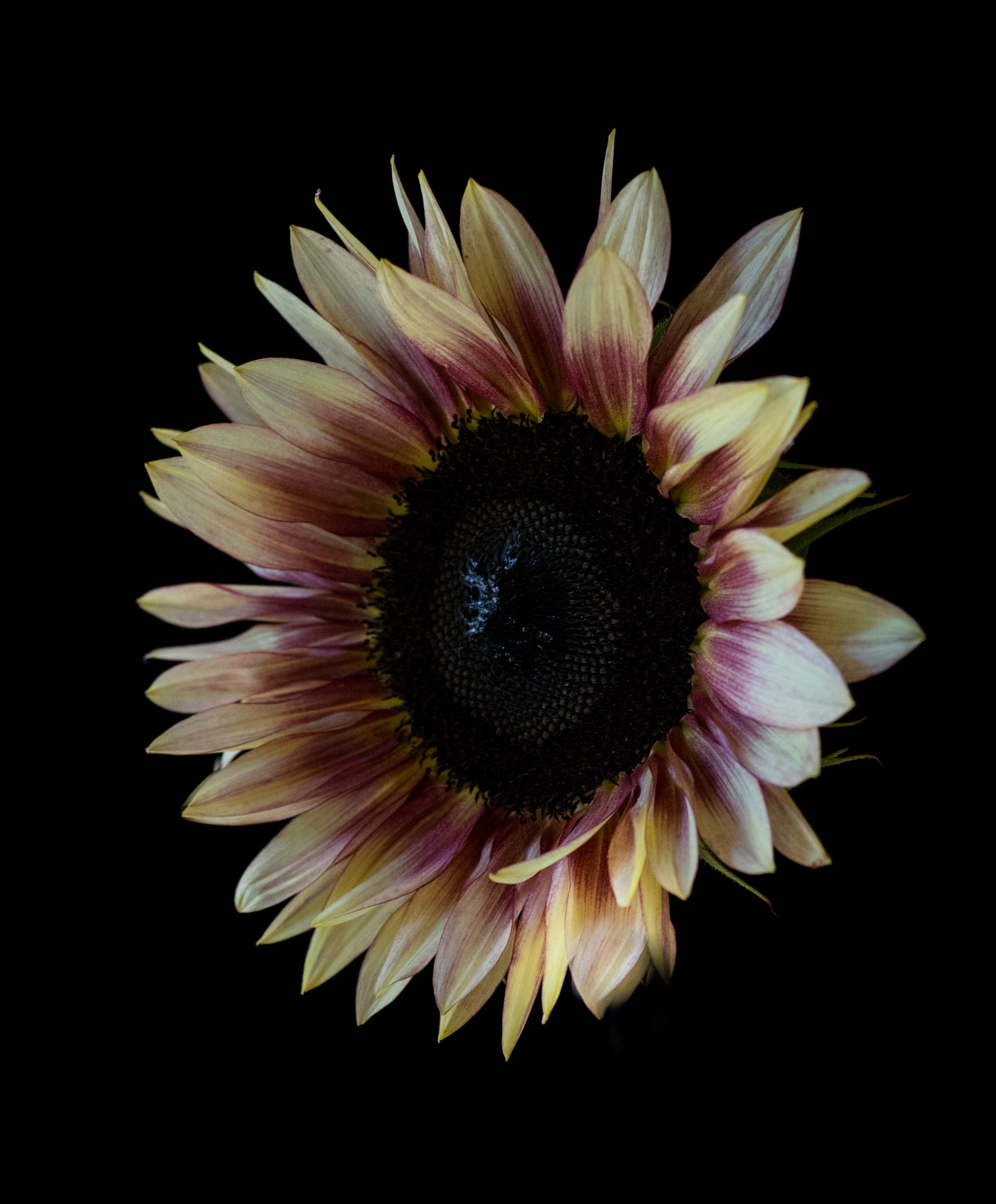 smc PENTAX-FA Macro 50mm F2.8 sample photo. Sunflower photography