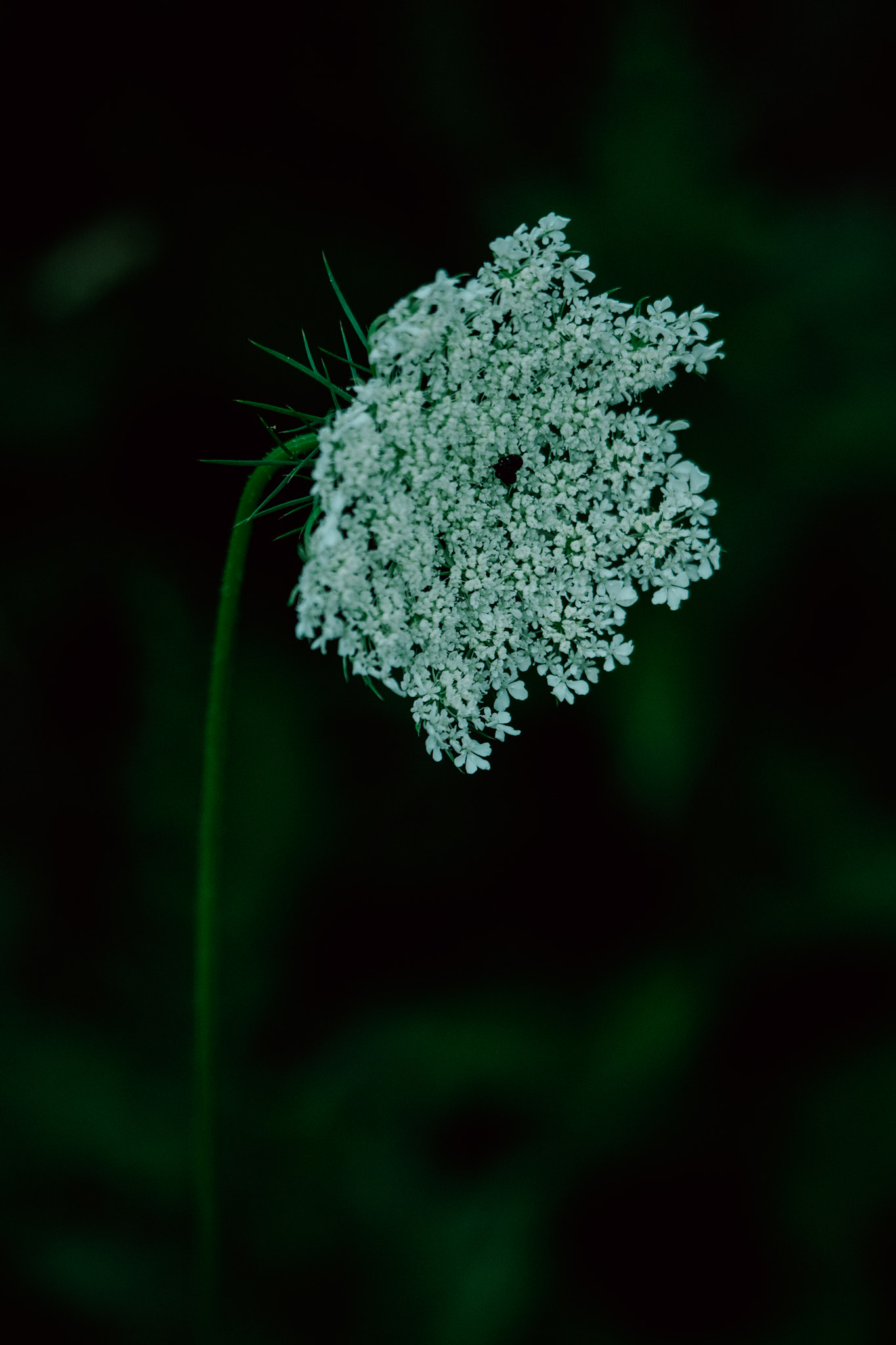 Sigma 50-500mm F4.5-6.3 DG OS HSM sample photo. Flower, highland lake state park, new york photography