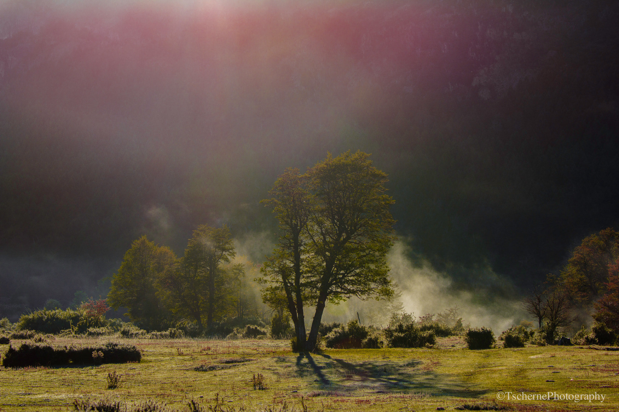 Sony SLT-A77 + Sony 70-400mm F4-5.6 G SSM sample photo. -morning mood- photography