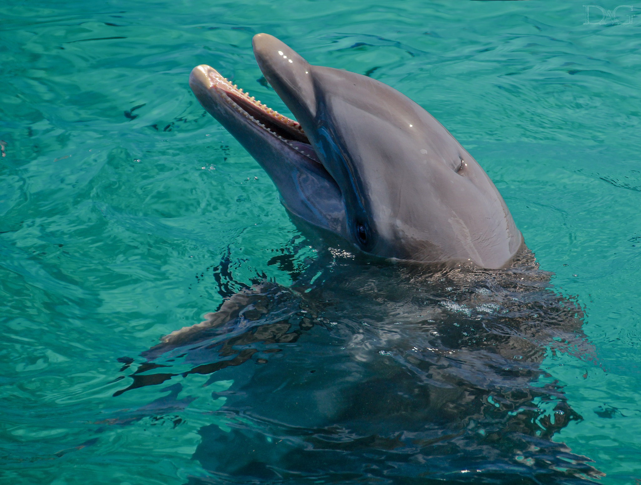 Sigma 18-250mm F3.5-6.3 DC OS HSM sample photo. Delphin - 01 photography