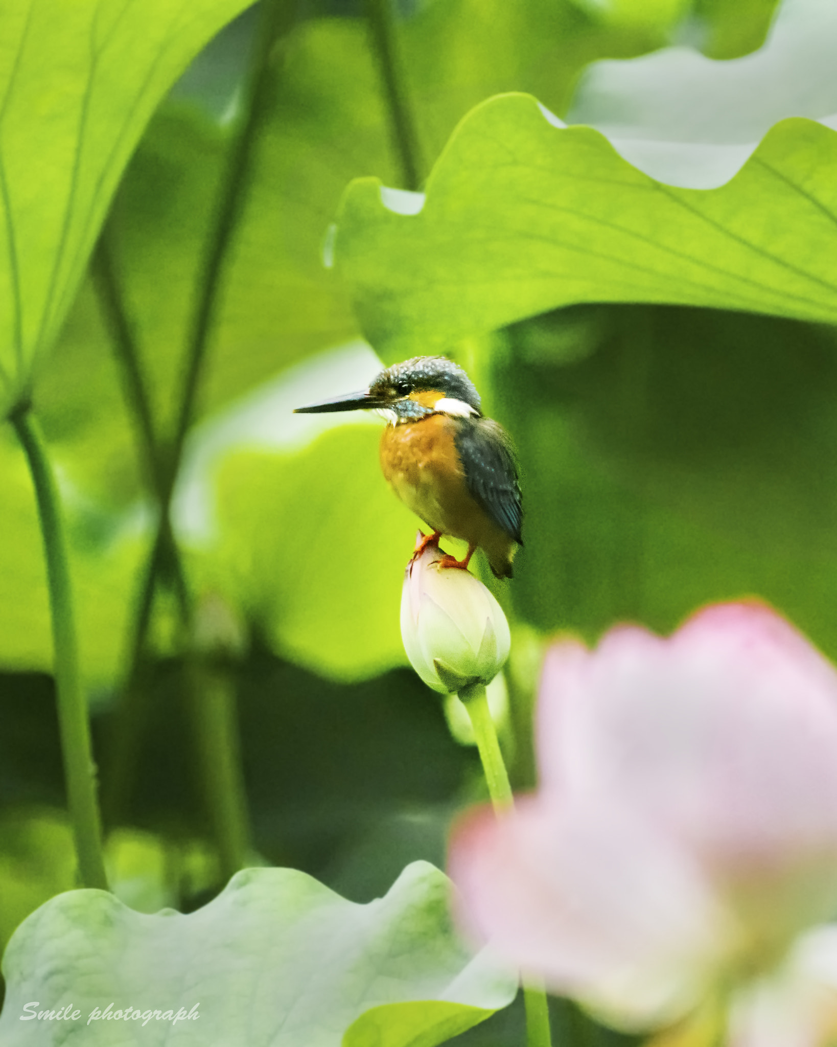 Sony 500mm F8 Reflex sample photo