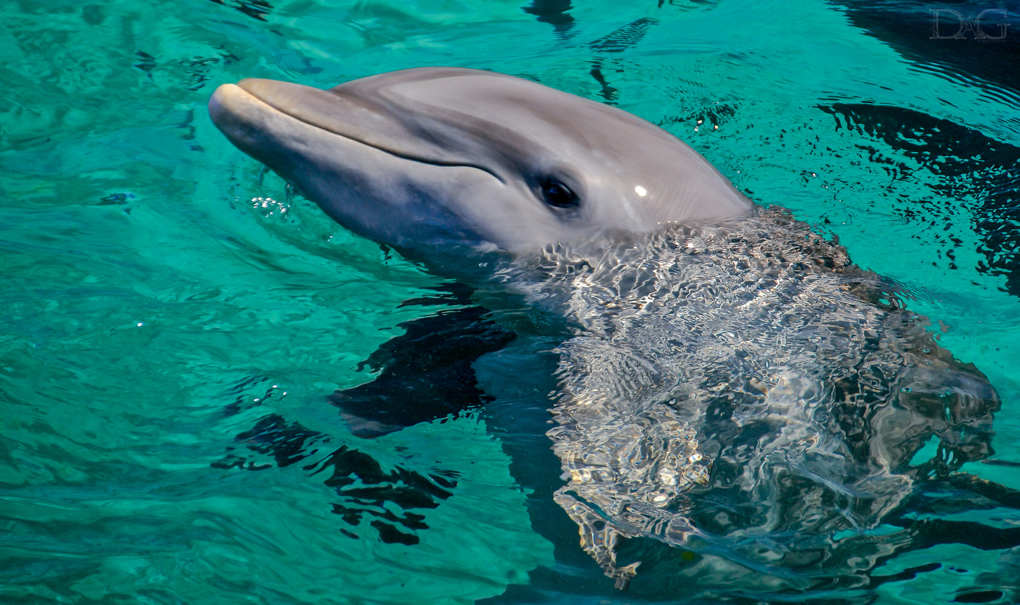 Sigma 18-250mm F3.5-6.3 DC OS HSM sample photo. Delphin - 02 photography