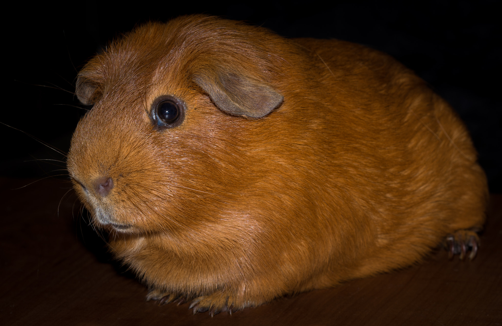 Pentax K-5 IIs + A Series Lens sample photo. Low key guinea pig portrait photography