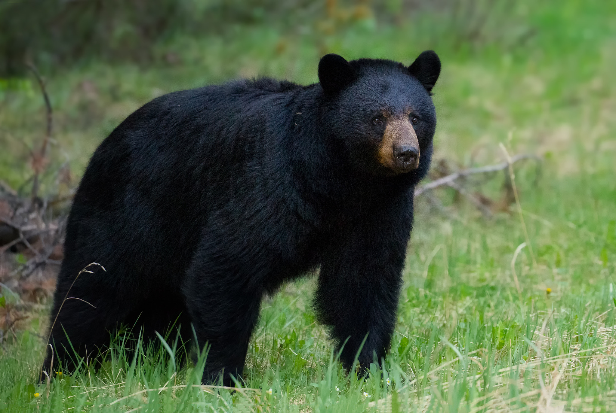 Canon EOS-1D Mark IV sample photo. Black bear photography