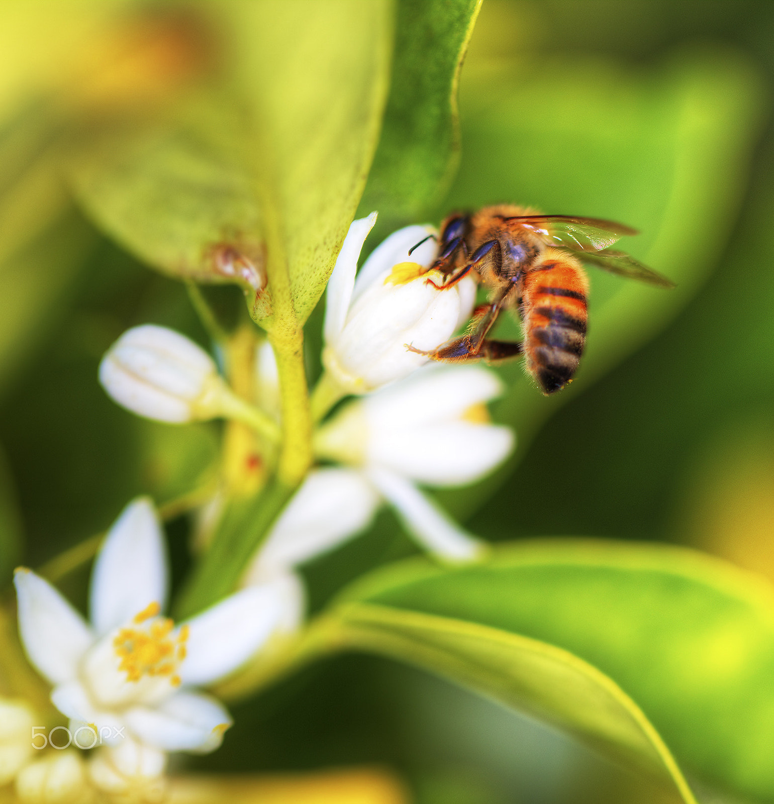 Canon EOS 5DS + Canon EF 100mm F2.8L Macro IS USM sample photo. Nectar harvest bee photography