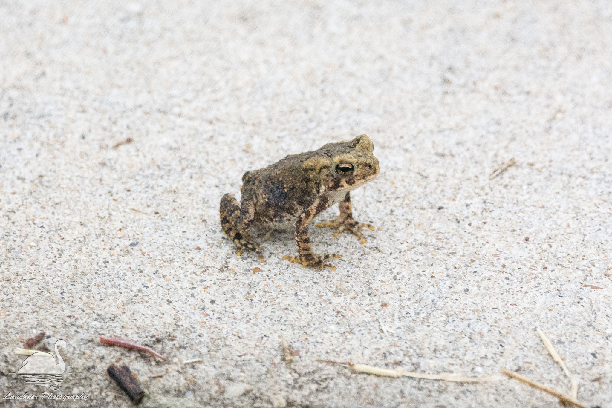 Sigma 150-600mm F5-6.3 DG OS HSM | C sample photo. Tiny frog photography
