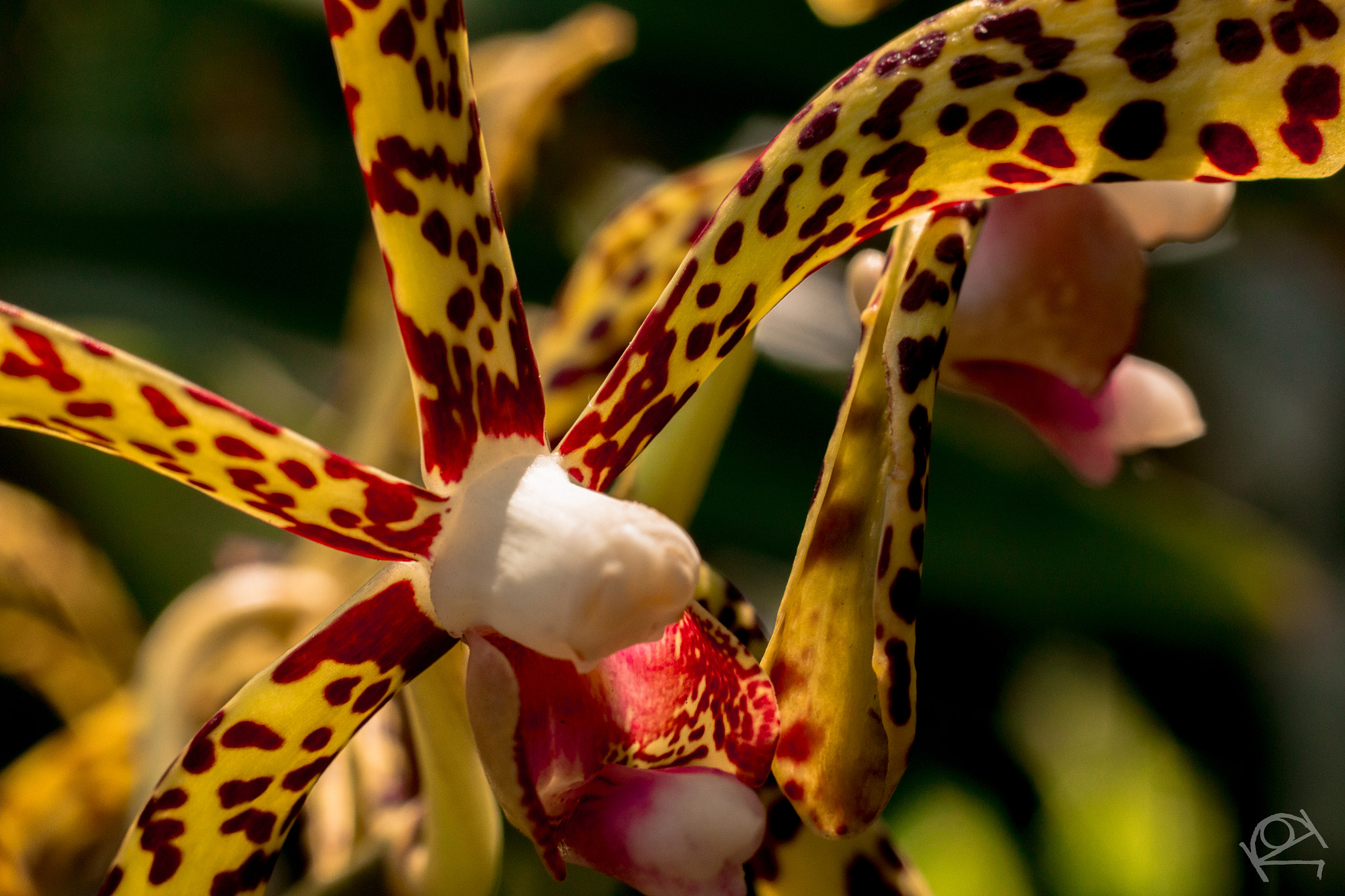 Canon EOS 70D + Canon EF 50mm F1.8 II sample photo. What a giraffe photography