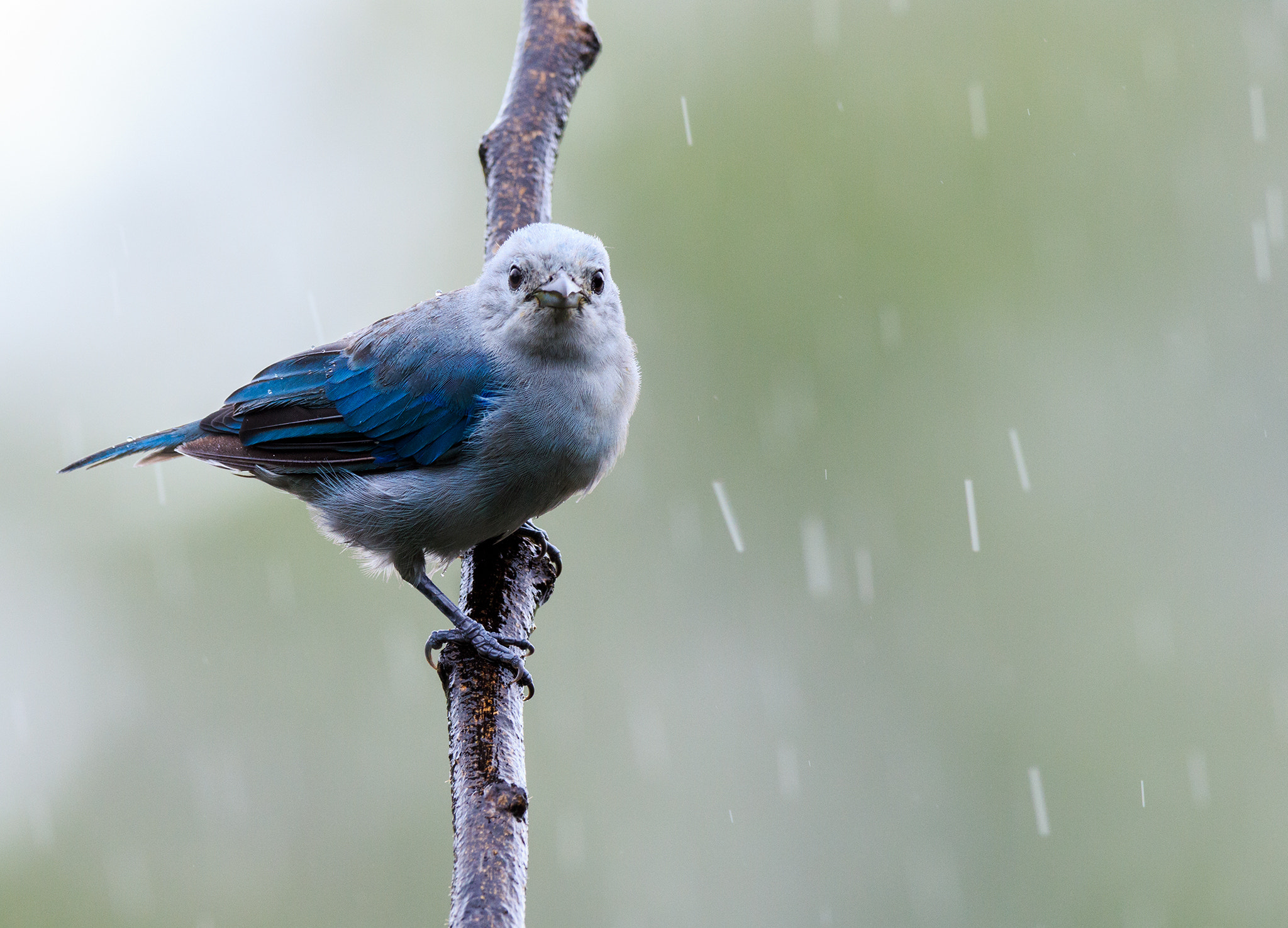 Canon EF 600mm f/4L IS sample photo. Tangara episcopus photography