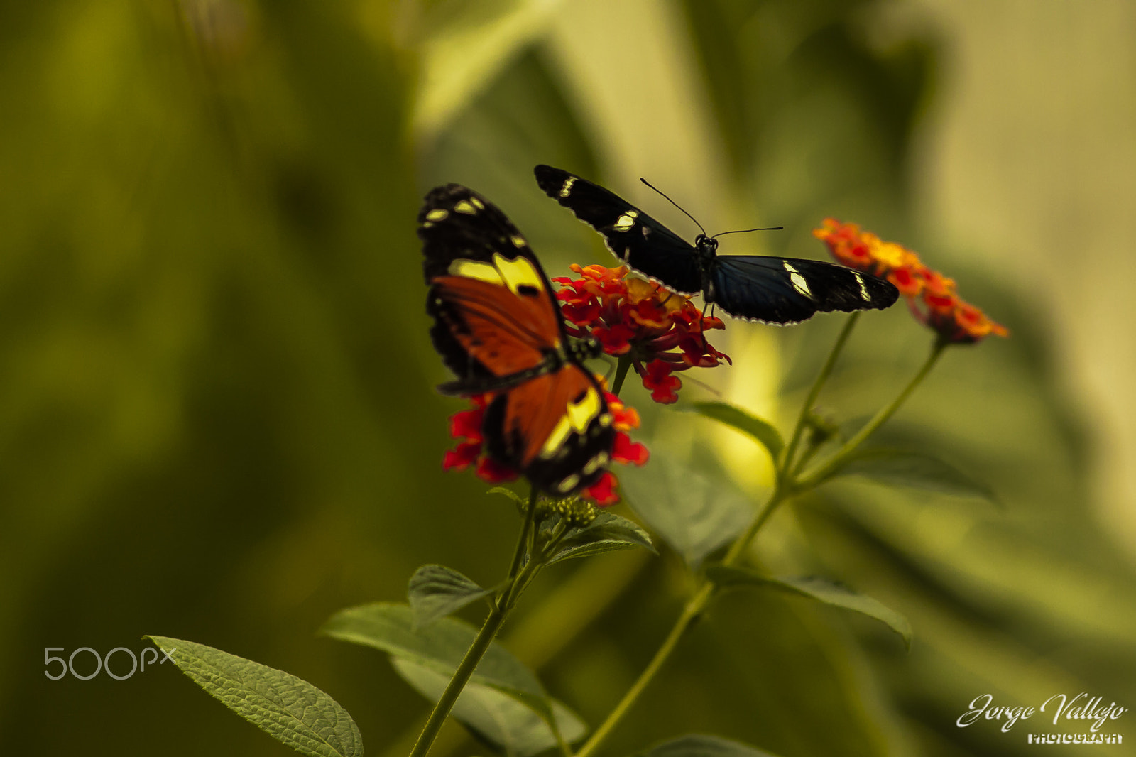 Canon EF 75-300mm f/4-5.6 USM sample photo. Alas sinonimo de libertad photography