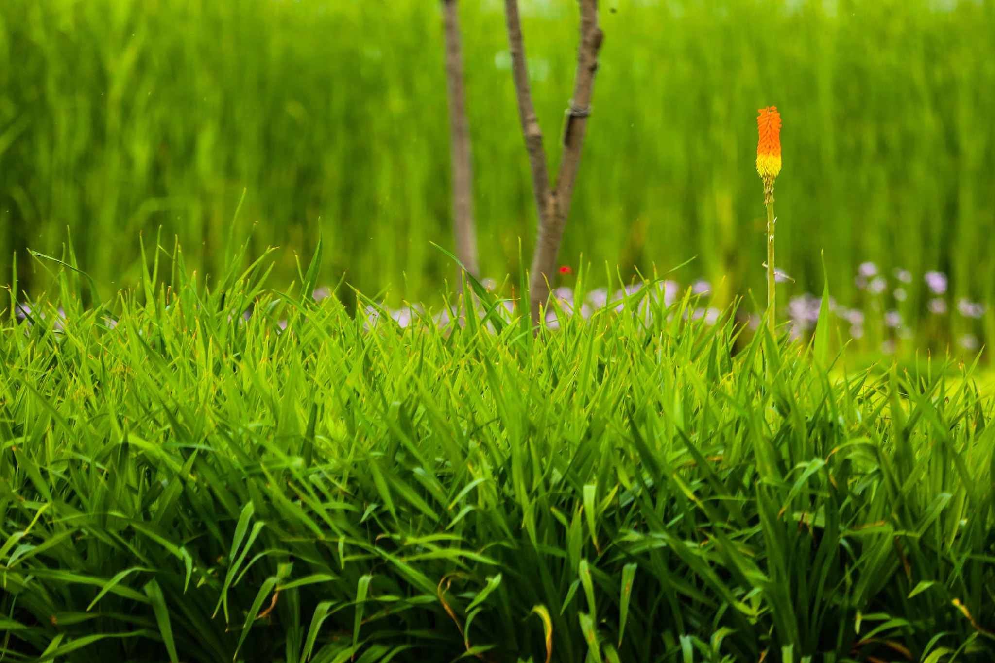Canon EF 100-400mm F4.5-5.6L IS USM sample photo