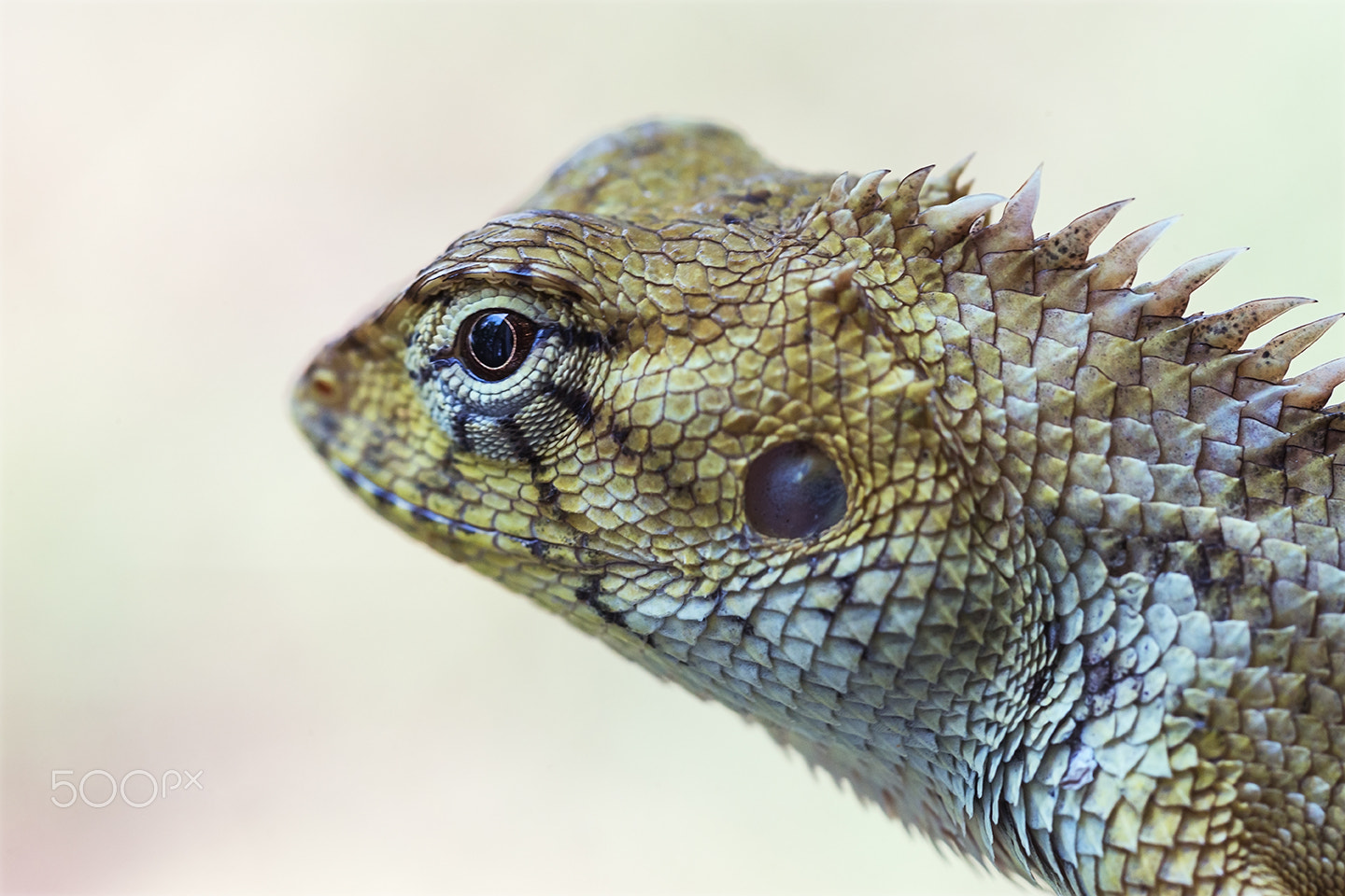 Sony a99 II + Sony 100mm F2.8 Macro sample photo. Dragon photography