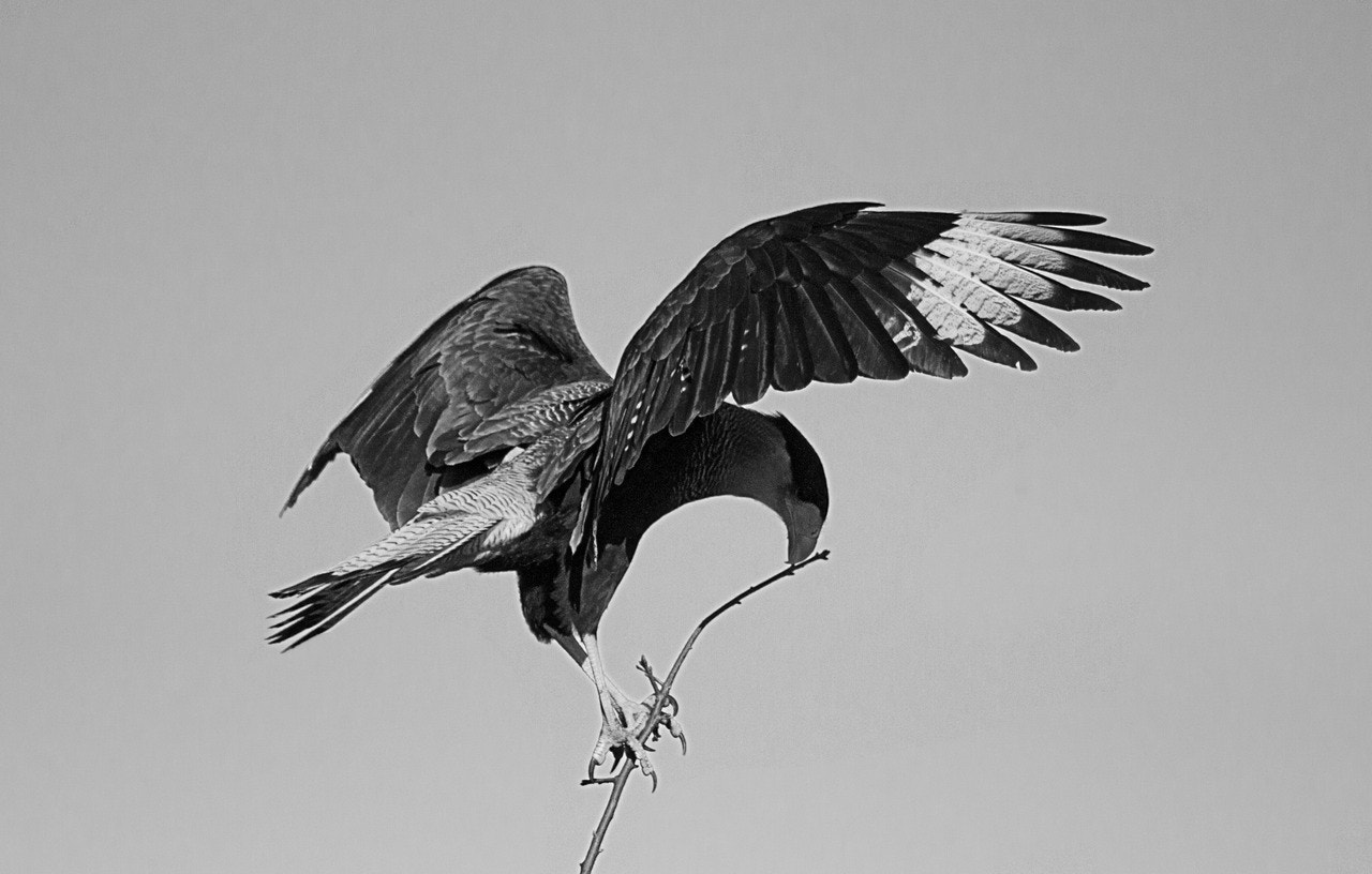 Canon EF 75-300mm f/4-5.6 USM sample photo. The bird photography