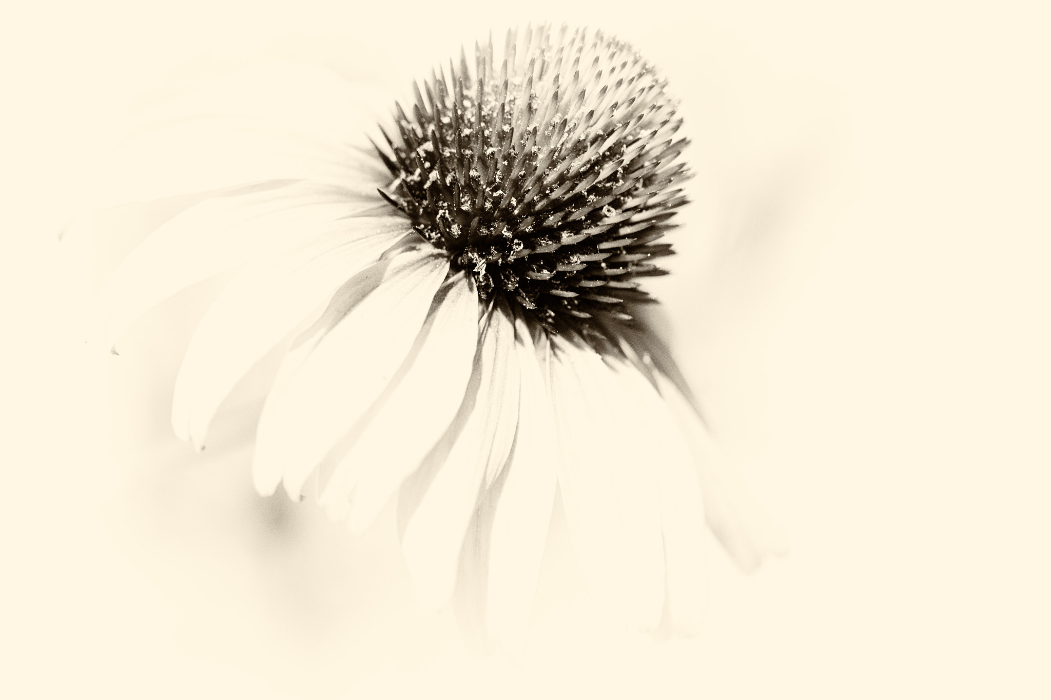 Canon EF 100mm F2.8L Macro IS USM sample photo. Echinacea-b&w photography
