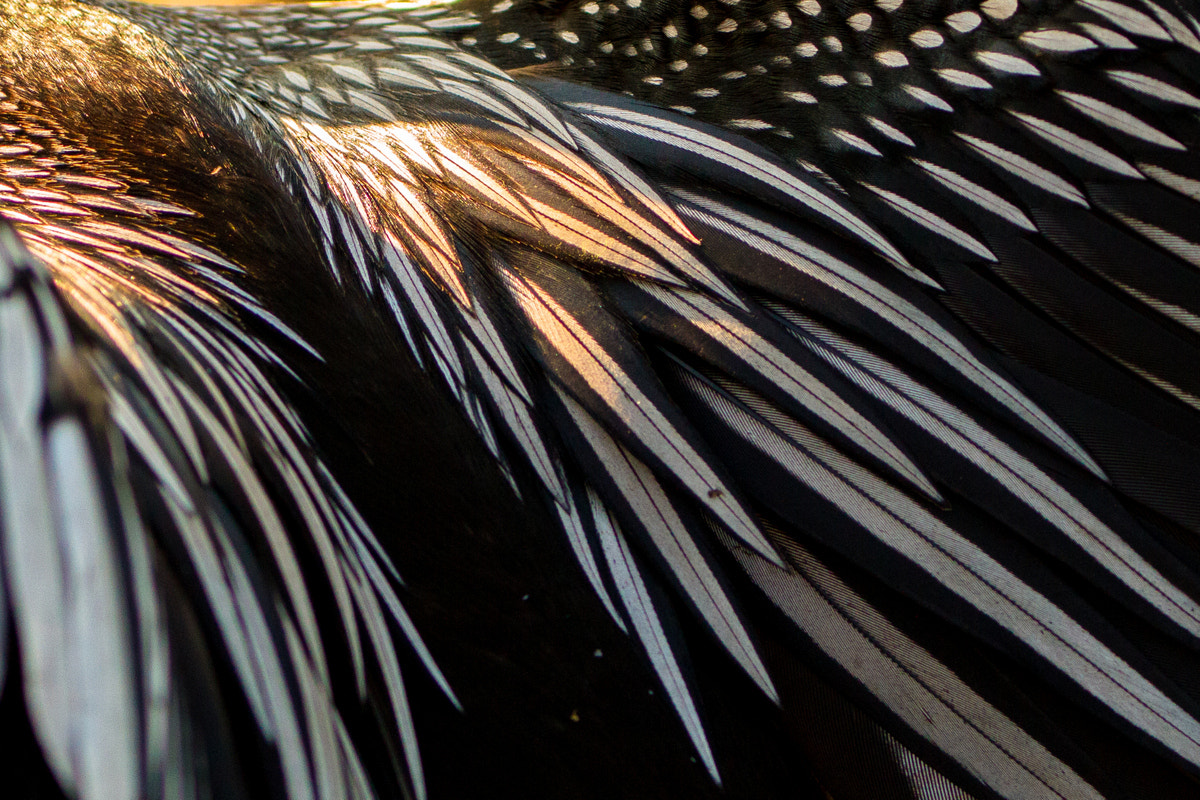 Canon EF 200-400mm F4L IS USM Extender 1.4x sample photo. Anhinga feather detail photography