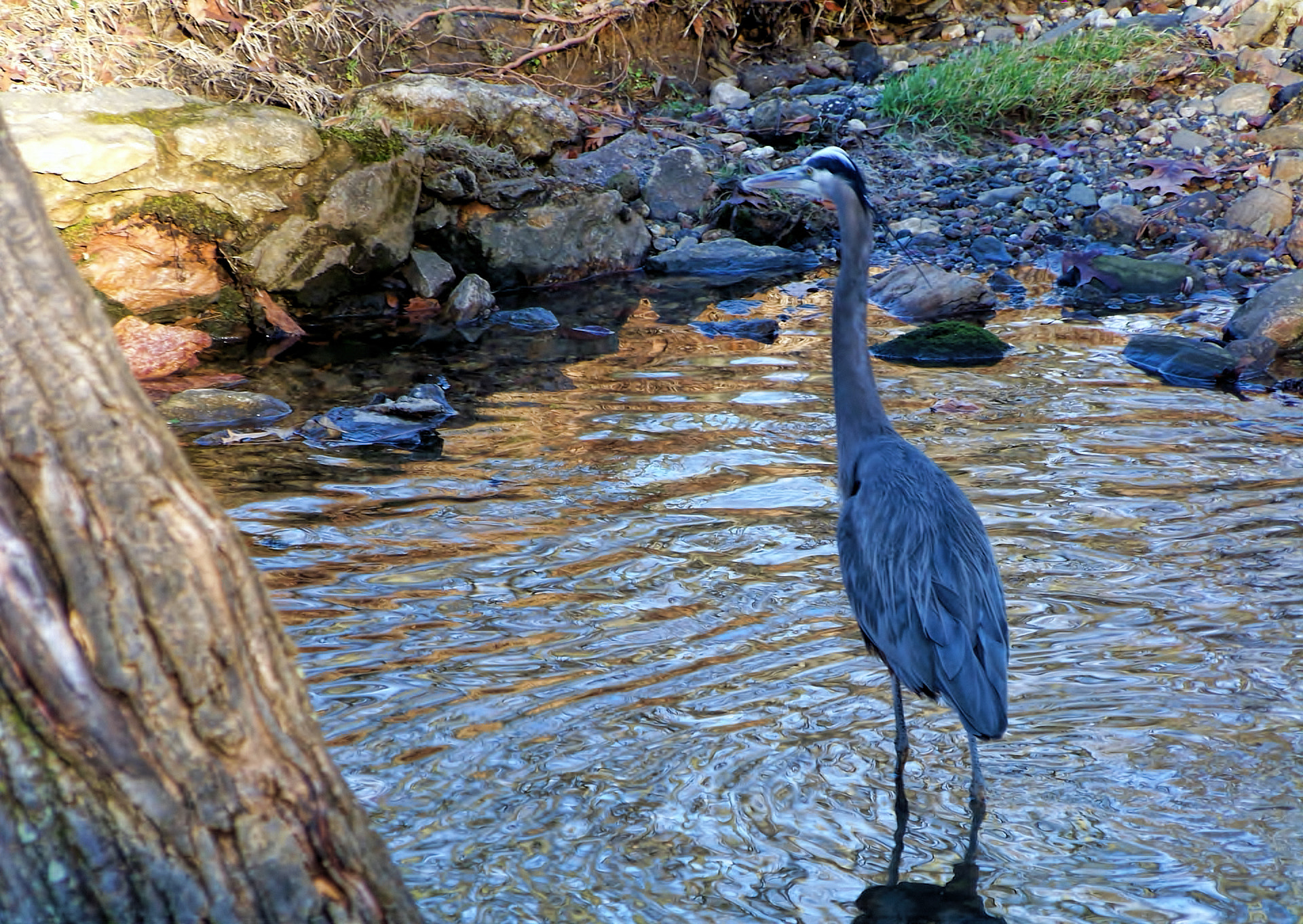 Kodak Z812 IS ZOOM DIGITAL CAMERA sample photo. Hunting blue heron photography