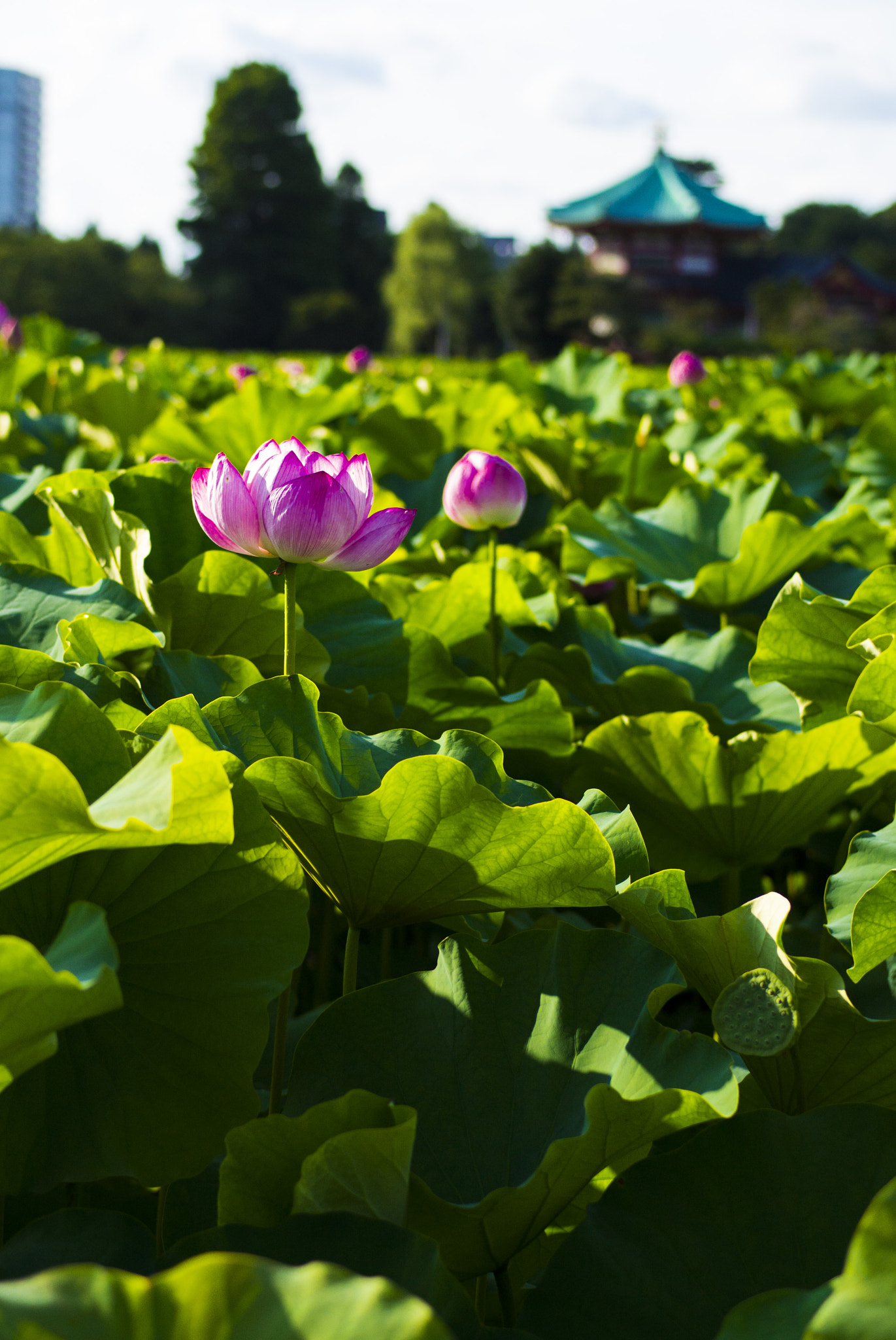 Nikon 1 Nikkor 32mm F1.2 sample photo. 不忍池、はすのはな photography