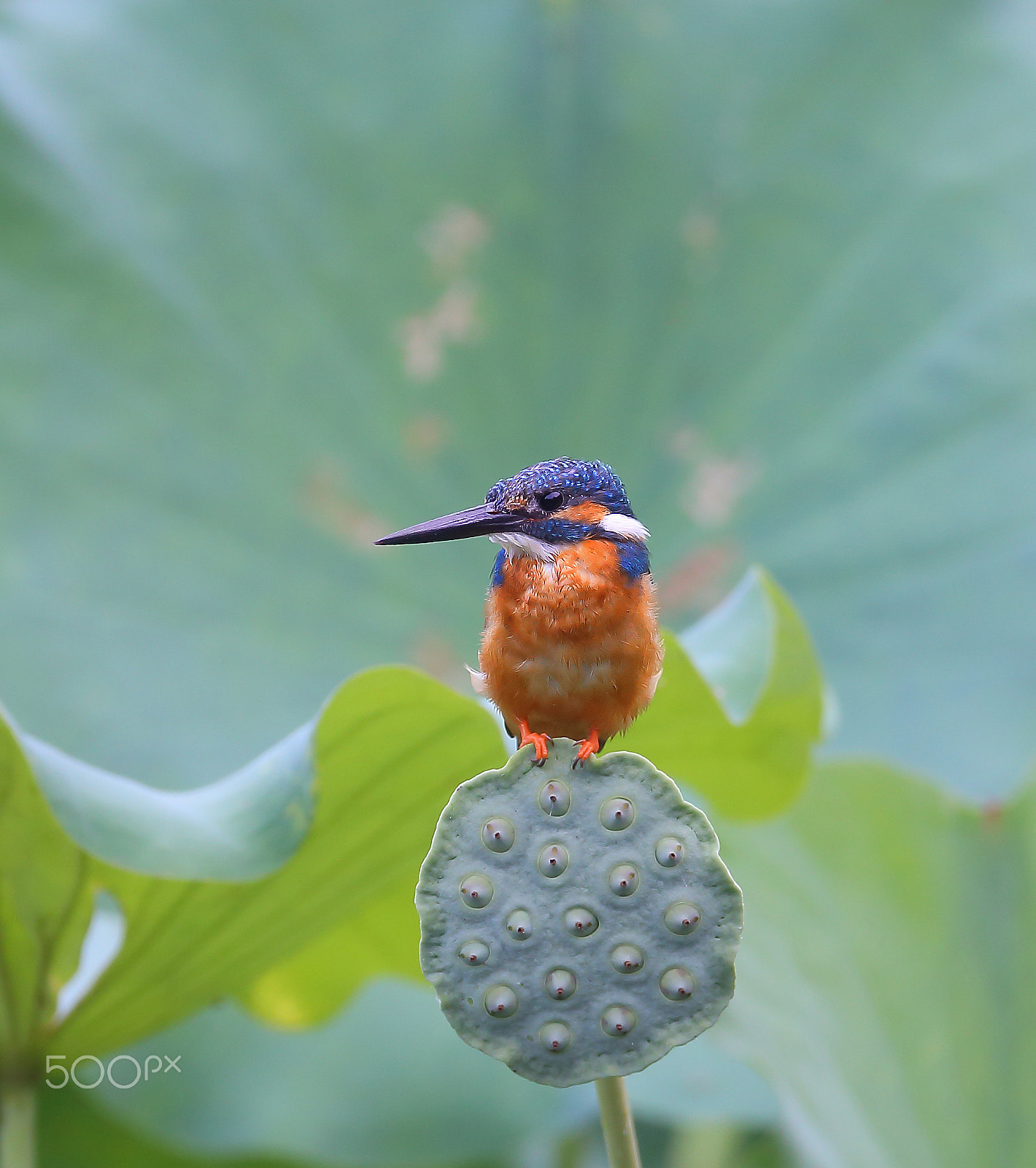 Canon EF 400mm F2.8L IS II USM sample photo. Bs3p5878.jpg photography