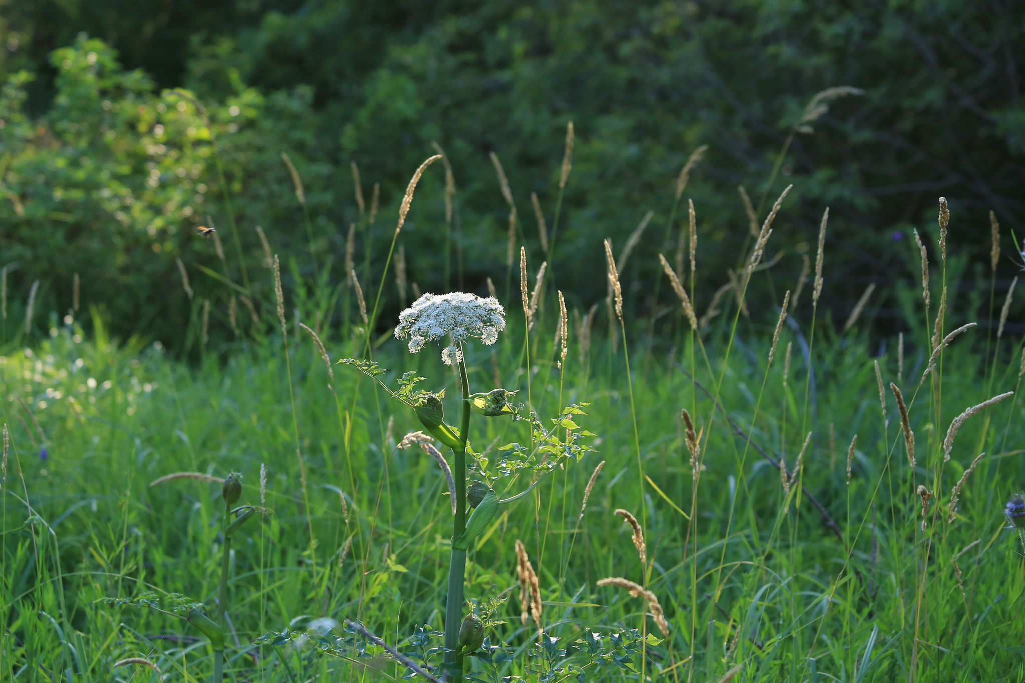 Canon EF 70-300mm F4-5.6 IS USM sample photo