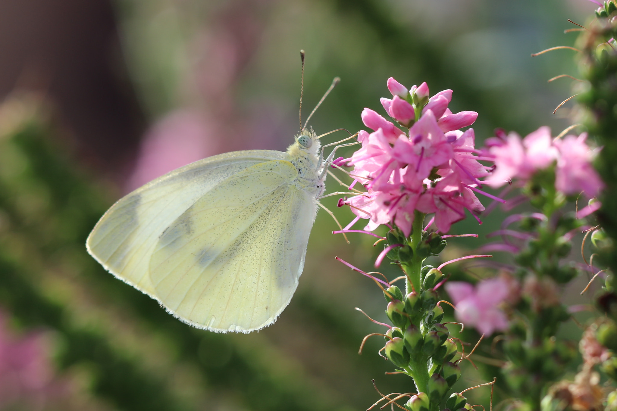 Canon EOS 5DS + Canon EF 100mm F2.8L Macro IS USM sample photo. White on pink photography