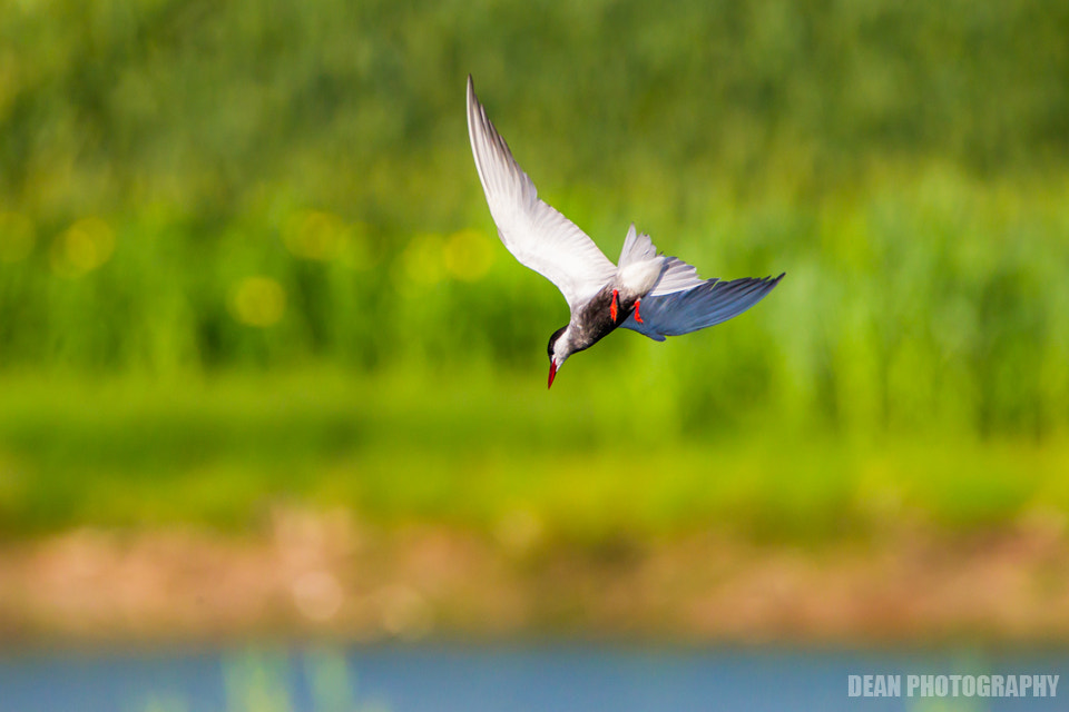 Canon EOS-1D Mark IV sample photo. Ready photography
