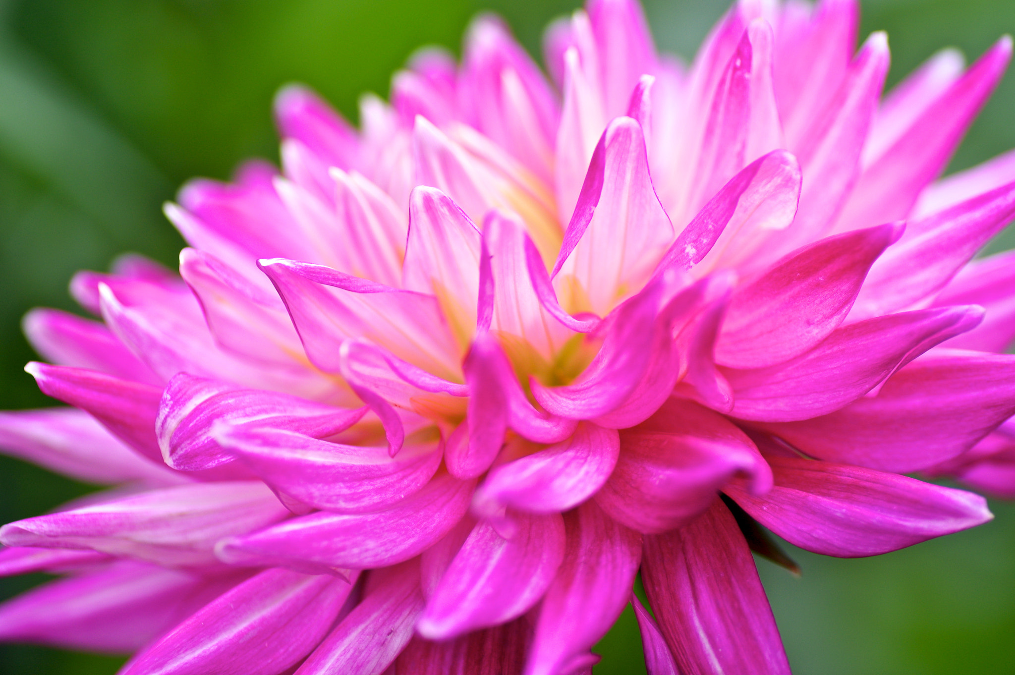 Pentax K-3 + Tamron SP AF 90mm F2.8 Di Macro sample photo. Dahlia photography
