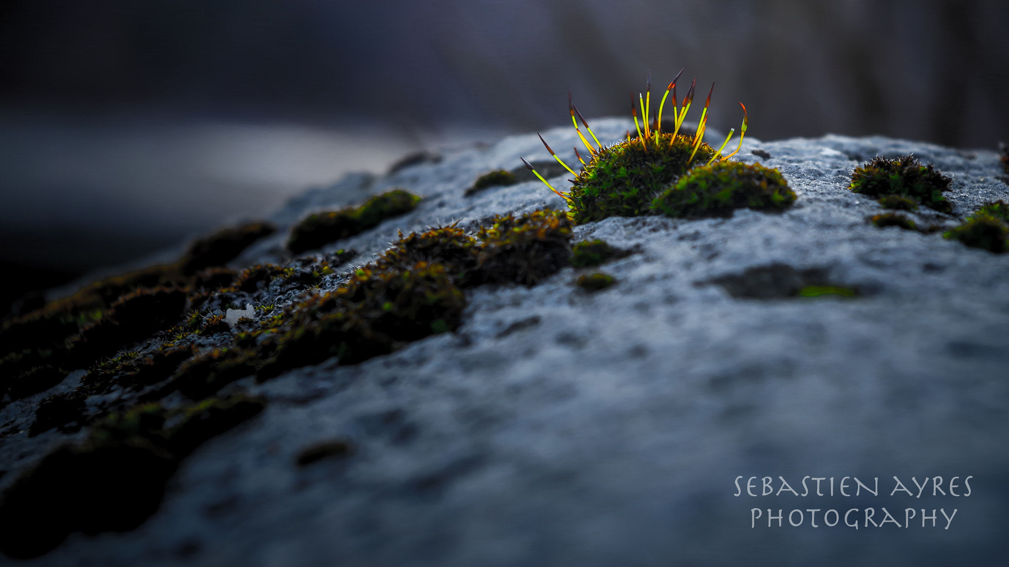 Pentax K-S2 sample photo. Reaching for the sun photography