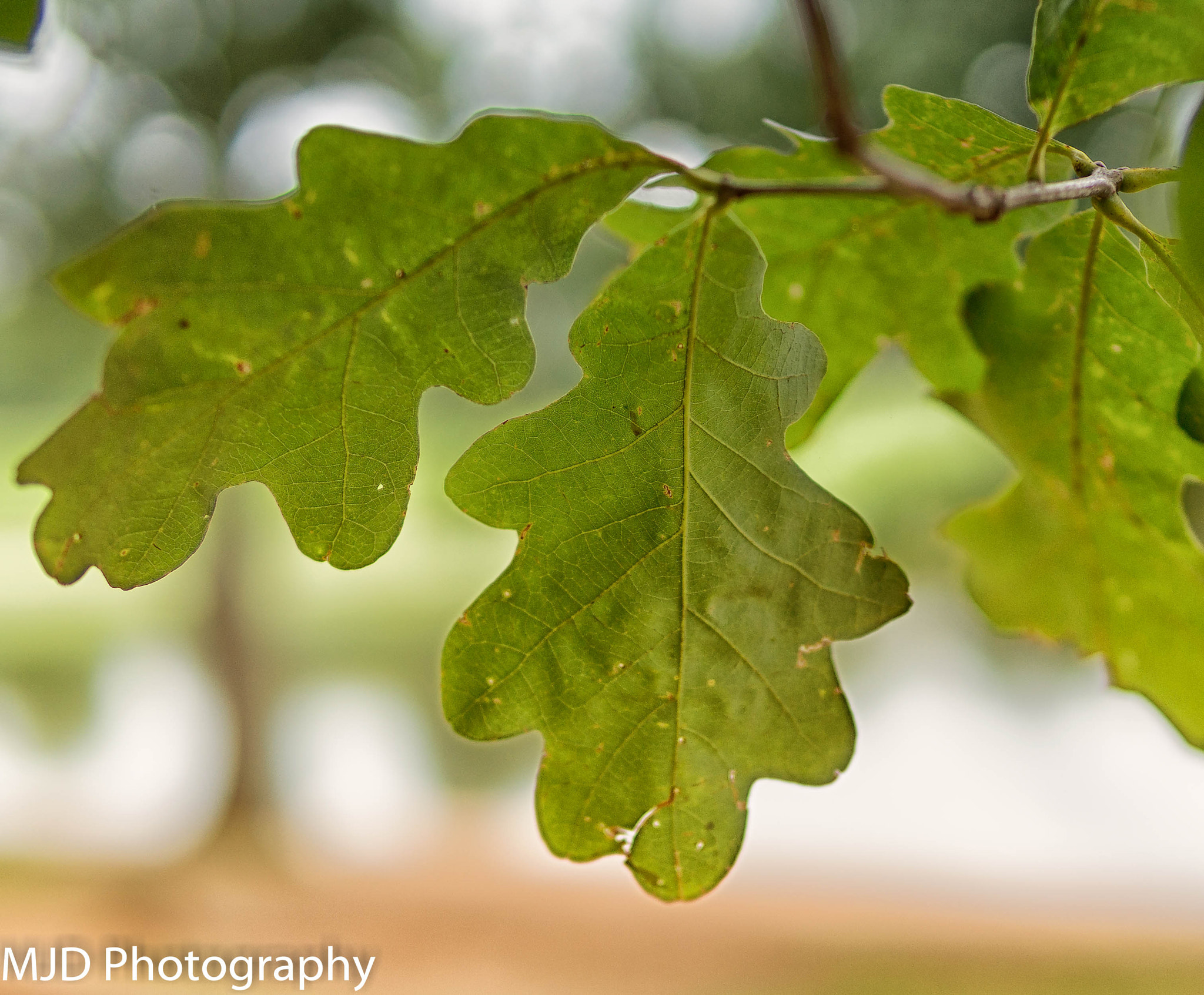 E 30mm F1.4 sample photo. Leaves (of ) photography