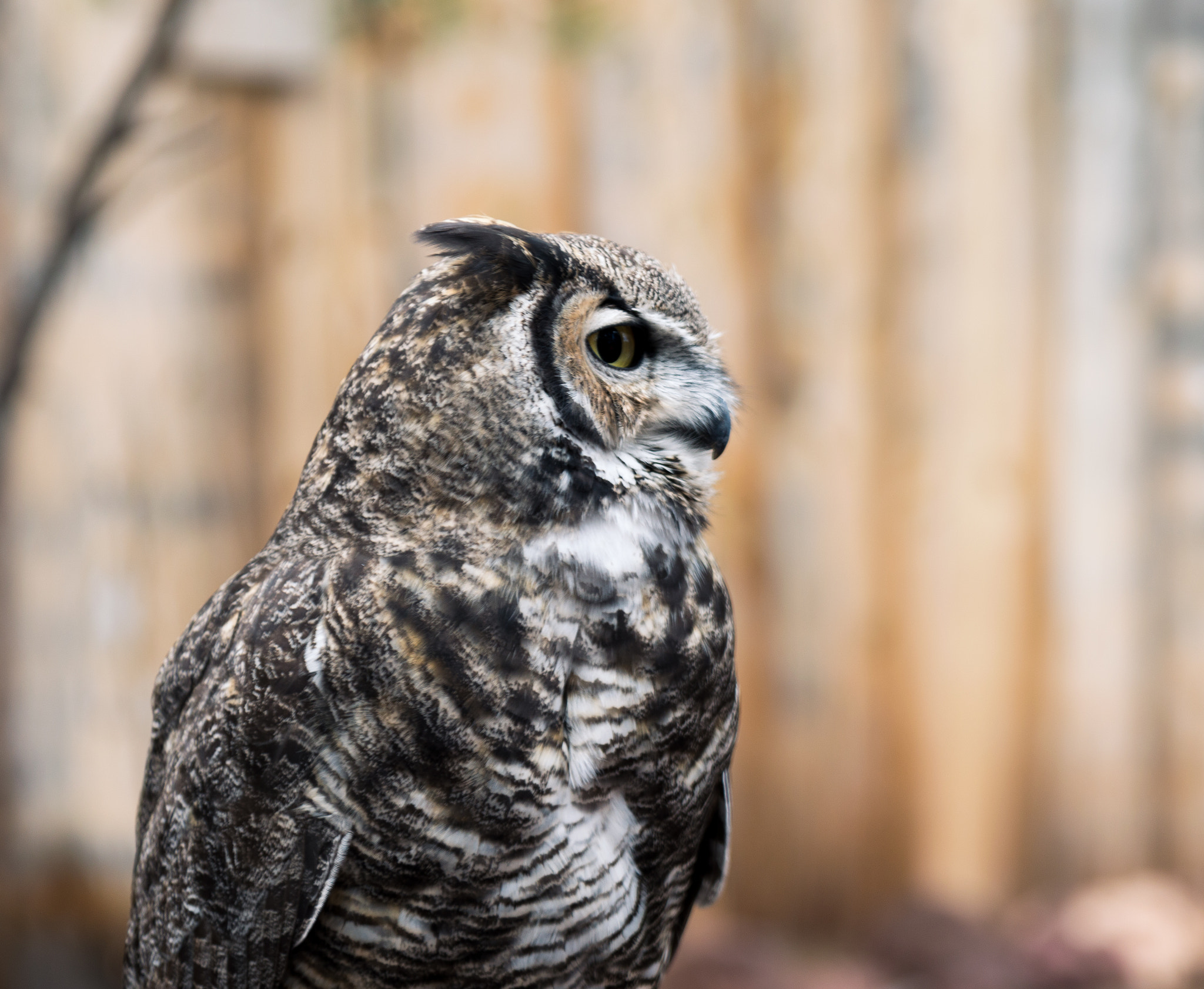 Tamron SP 24-70mm F2.8 Di VC USD sample photo. The raptor's watch photography
