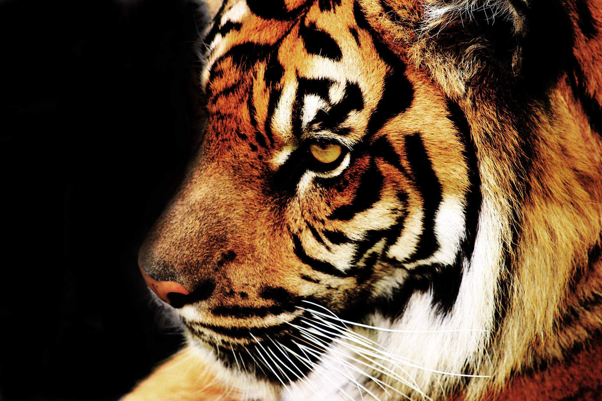 Canon EF 100-400mm F4.5-5.6L IS USM sample photo. Tiger photography