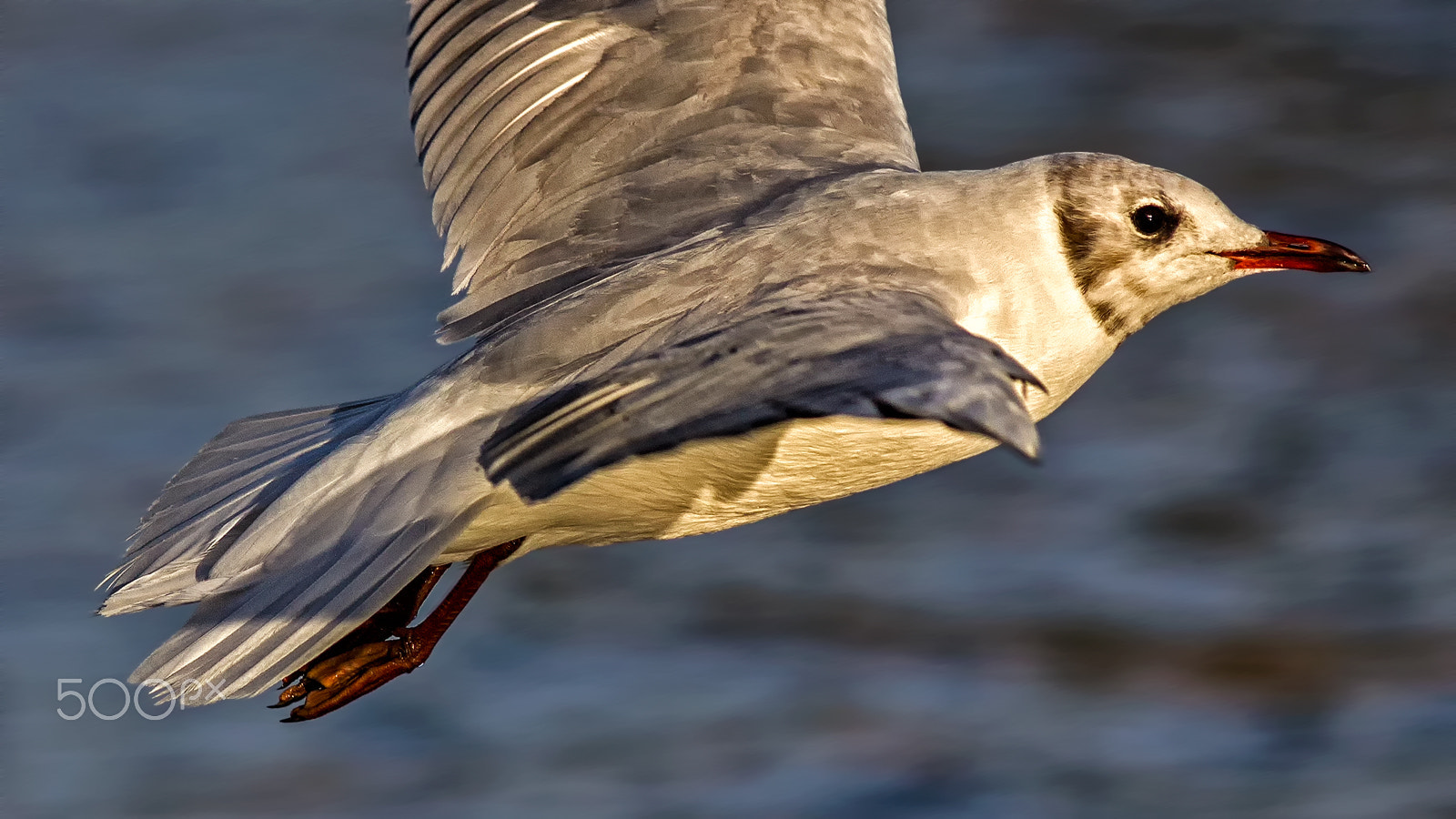 Canon EF 300mm F4L IS USM sample photo. Flying black-headed gull photography