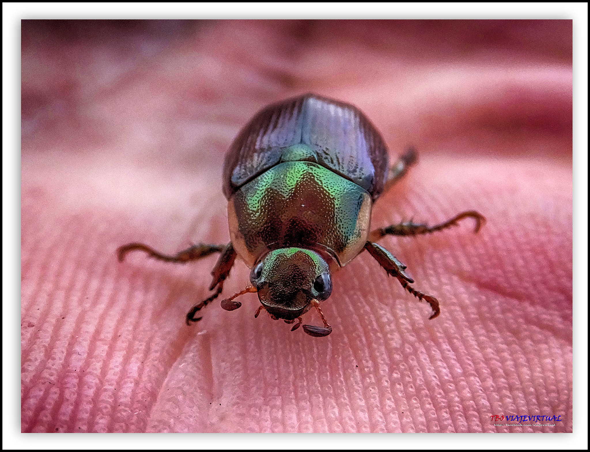 Fujifilm FinePix F850EXR sample photo. Beetle. photography