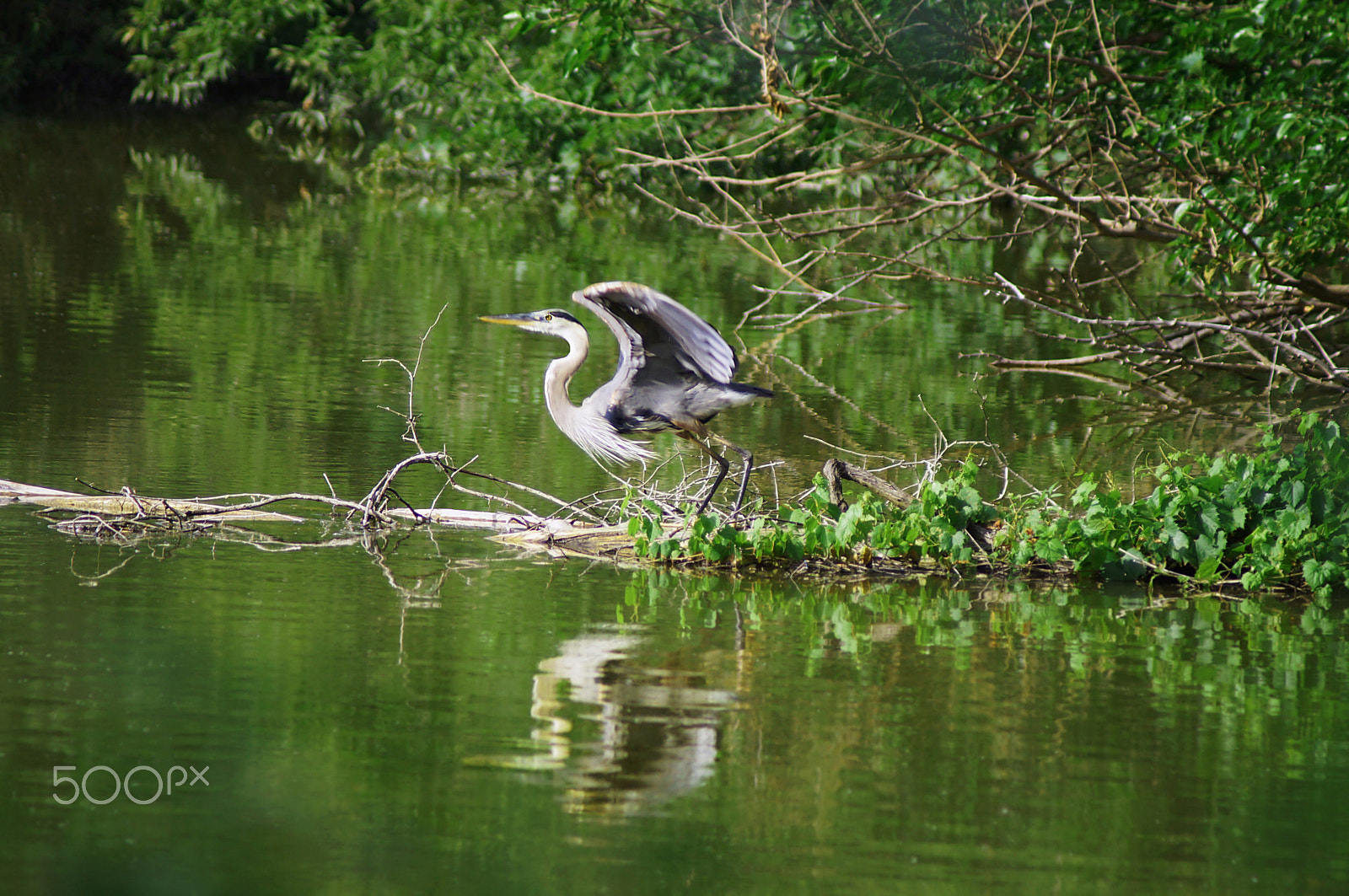Sony 75-300mm F4.5-5.6 sample photo. Take~off photography