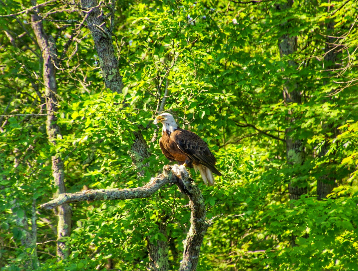 Sony SLT-A77 + DT 18-270mm F3.5-6.3 sample photo. Bald eagle photography