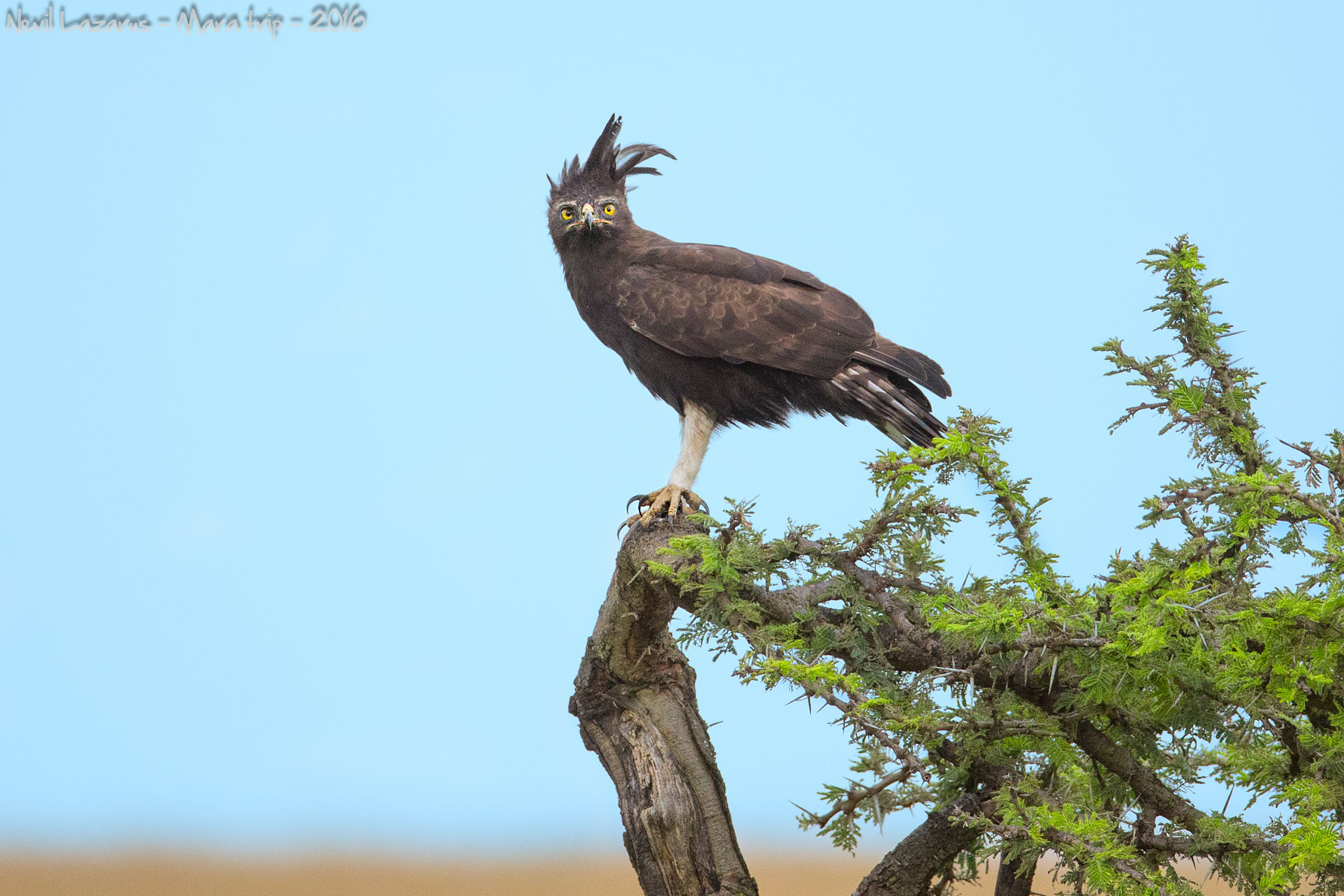 Canon EF 200-400mm F4L IS USM Extender 1.4x sample photo. Long-crested eagle looking at me photography