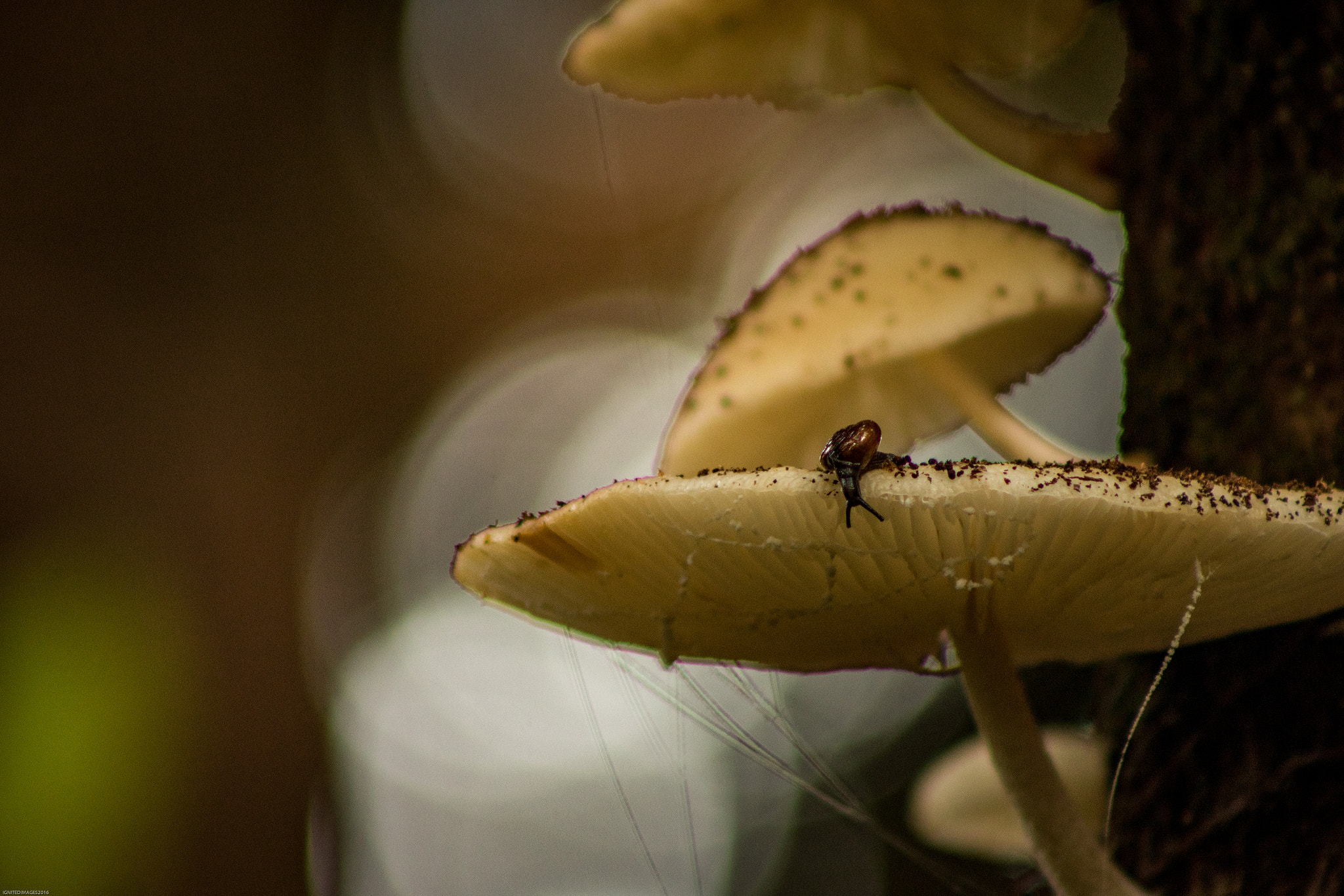Canon EOS 750D (EOS Rebel T6i / EOS Kiss X8i) + EF75-300mm f/4-5.6 sample photo. Snail on mushroom photography