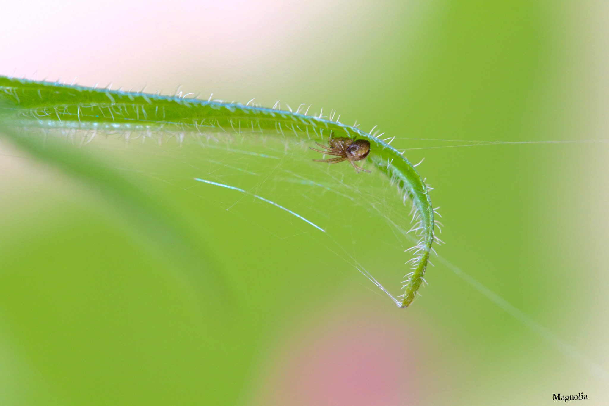 Canon EOS 80D + Canon EF 100mm F2.8L Macro IS USM sample photo. Itsy bitsy spider photography