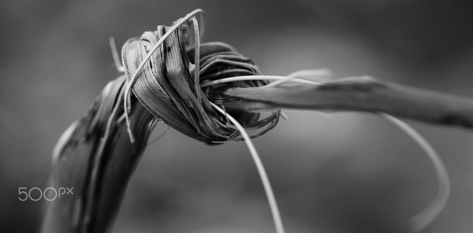 Canon EF-S 60mm F2.8 Macro USM sample photo. Knotted grass photography